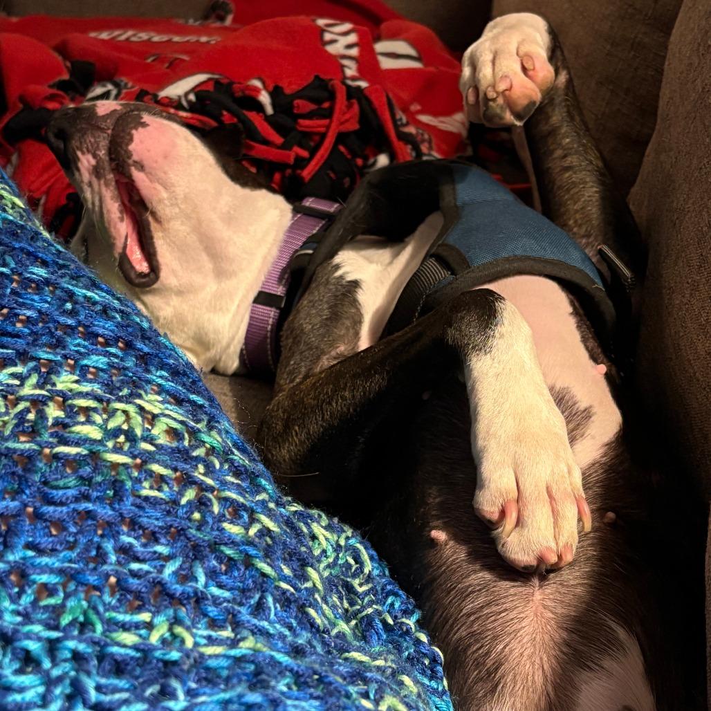 Enlarge Nora, a Adoptable mixed breed in Madison, WI image 3/6