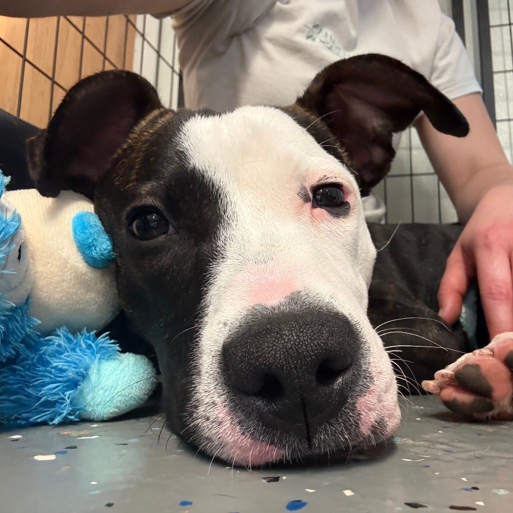 Enlarge Nora, a Adoptable mixed breed in Madison, WI image 4/6