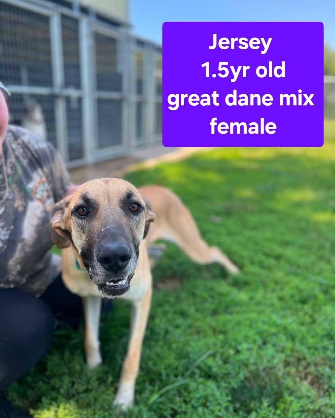 Jersey, ADOPTABLE, Young Female Great Dane.