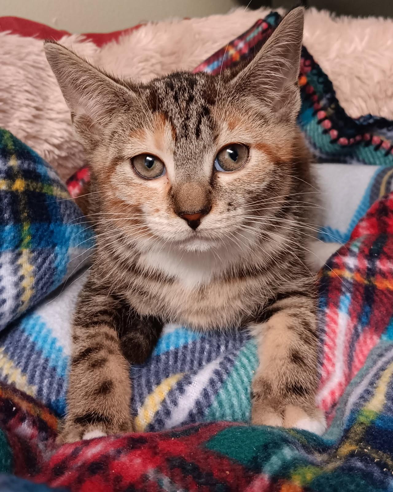 Janet, Baby Female Domestic Short Hair