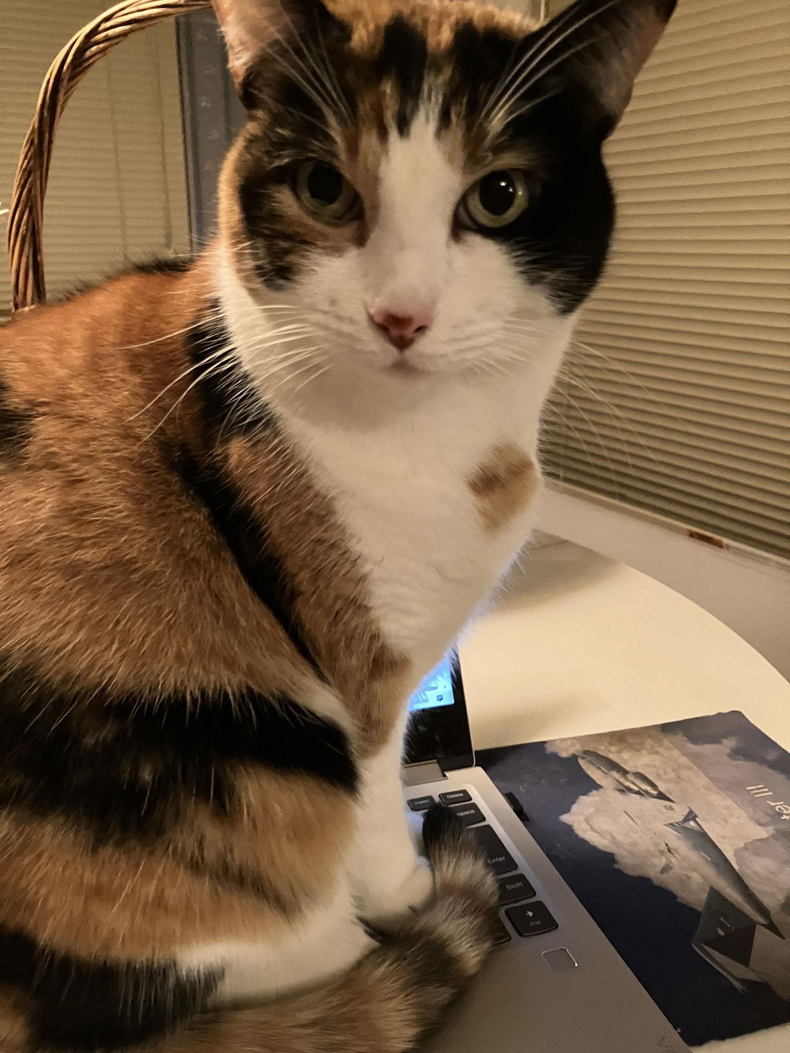 Gypsy, Adoptable, Adult Female Domestic Short Hair & Calico.