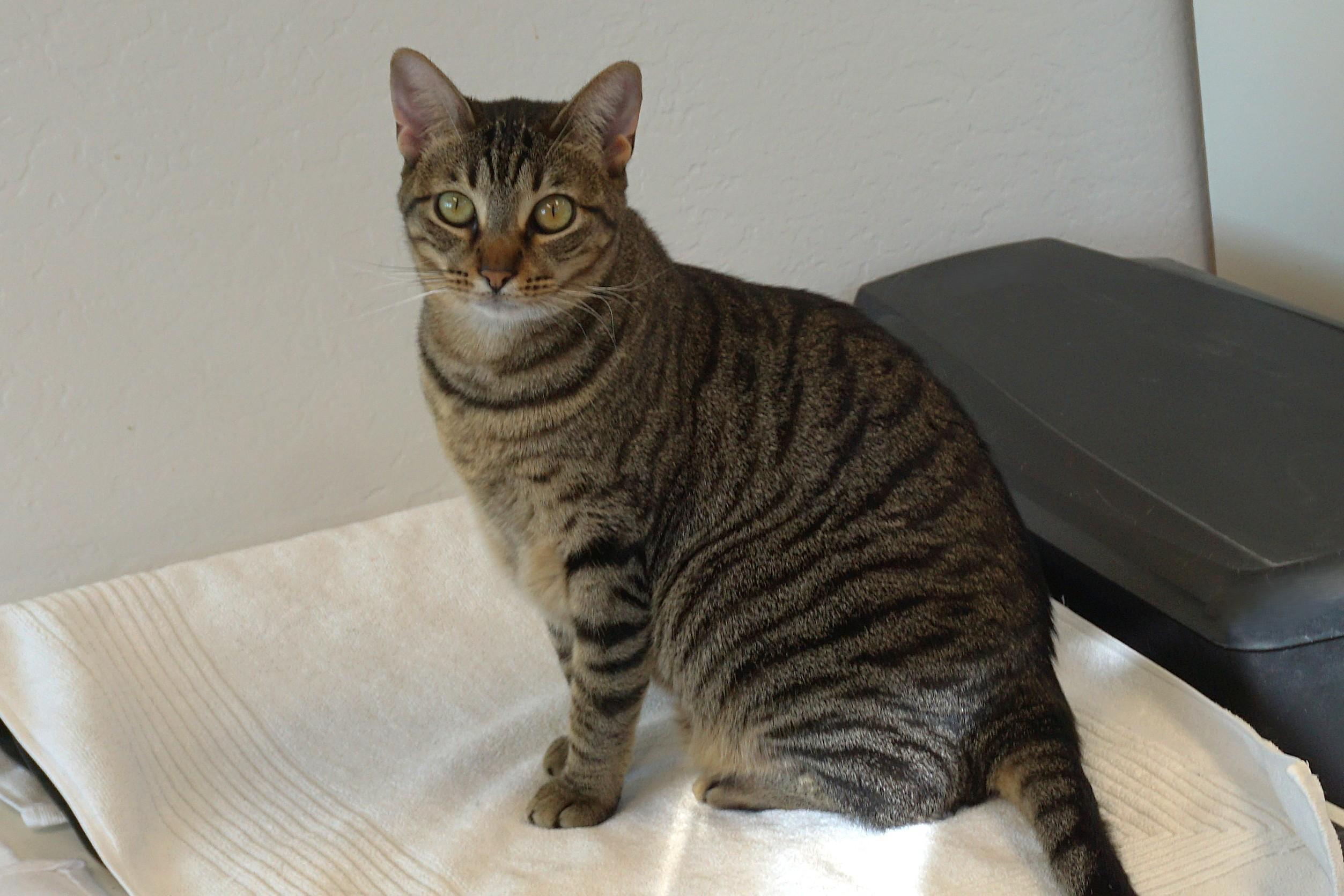 Balam, Adoptable, Adult Male Domestic Short Hair.