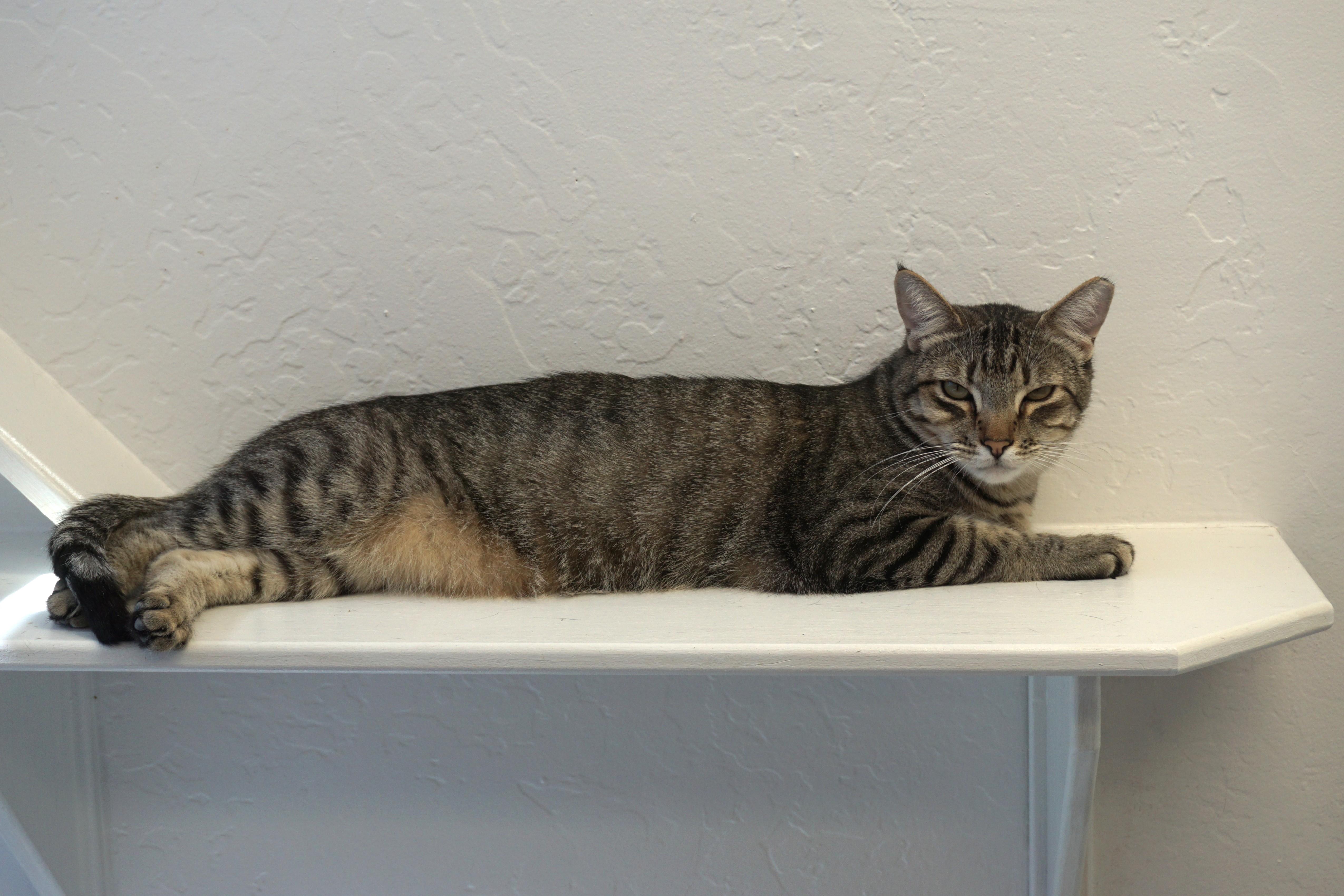 Balam, a Adoptable Domestic Short Hair in Fountain Hills, AZ image 2/6