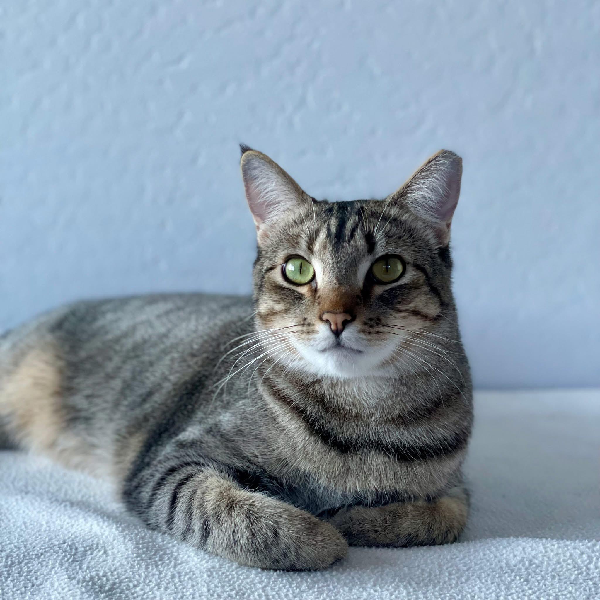 Balam, Adoptable, Adult Male Domestic Short Hair.