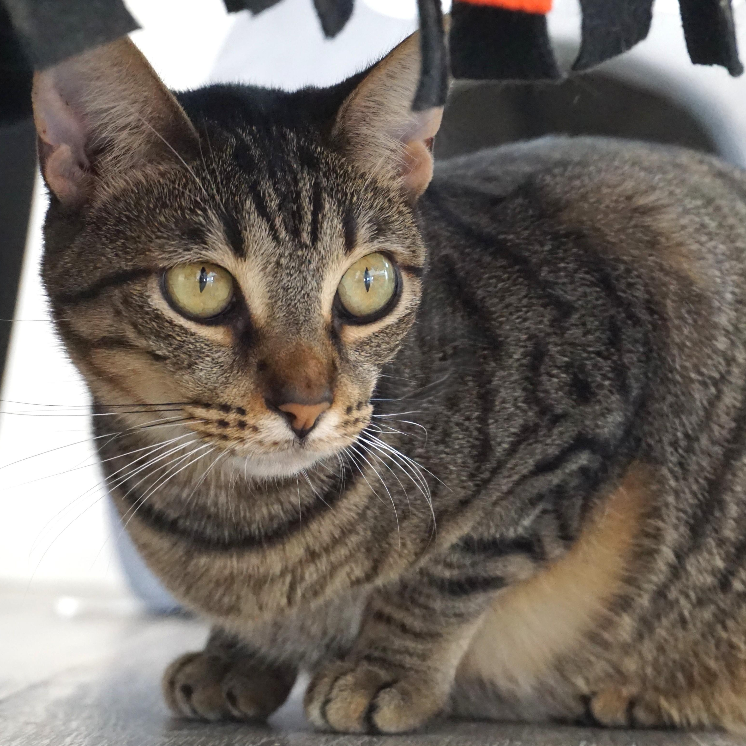 Balam, Adoptable, Adult Male Domestic Short Hair.