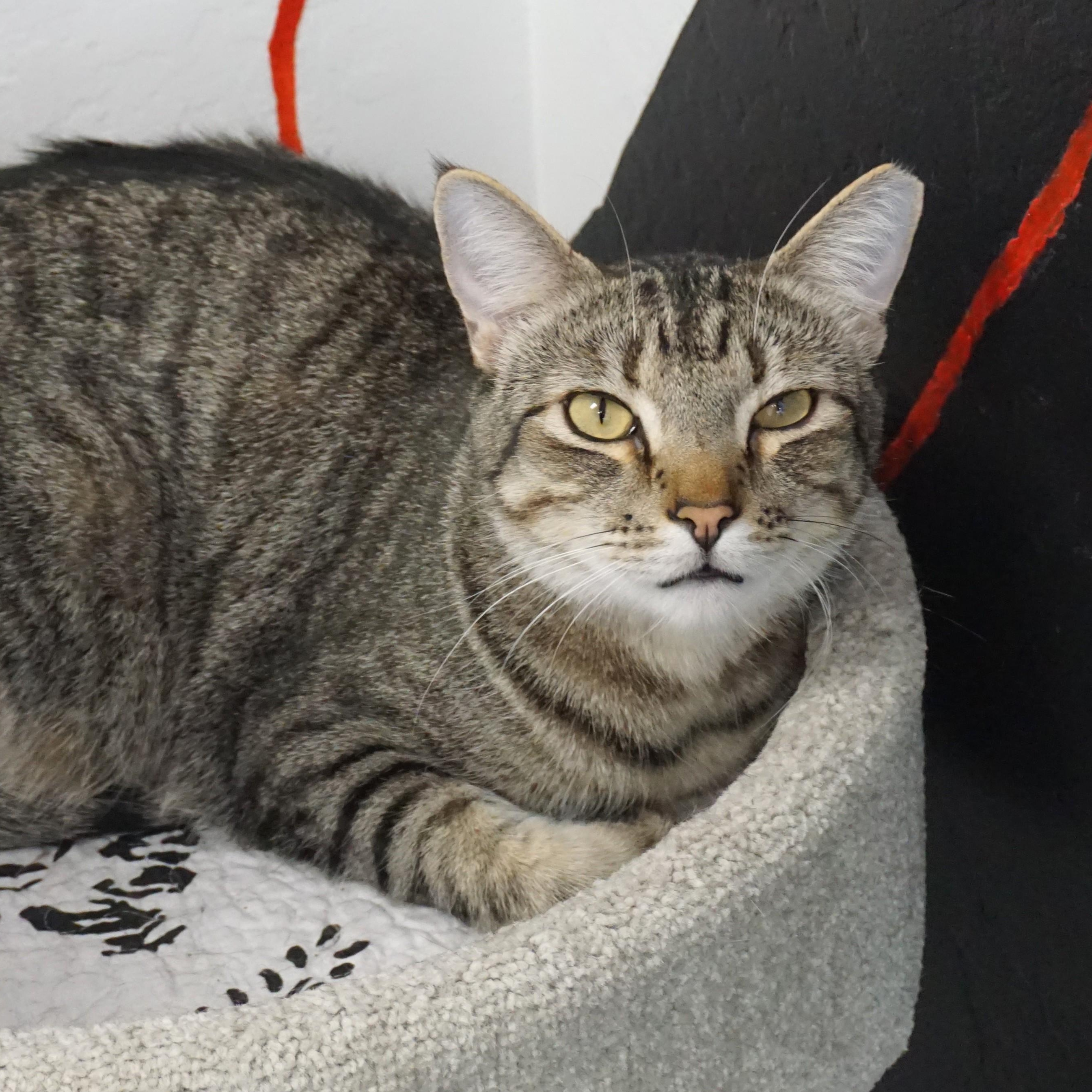 Enlarge Balam, a Adoptable Domestic Short Hair in Fountain Hills, AZ image 1/6