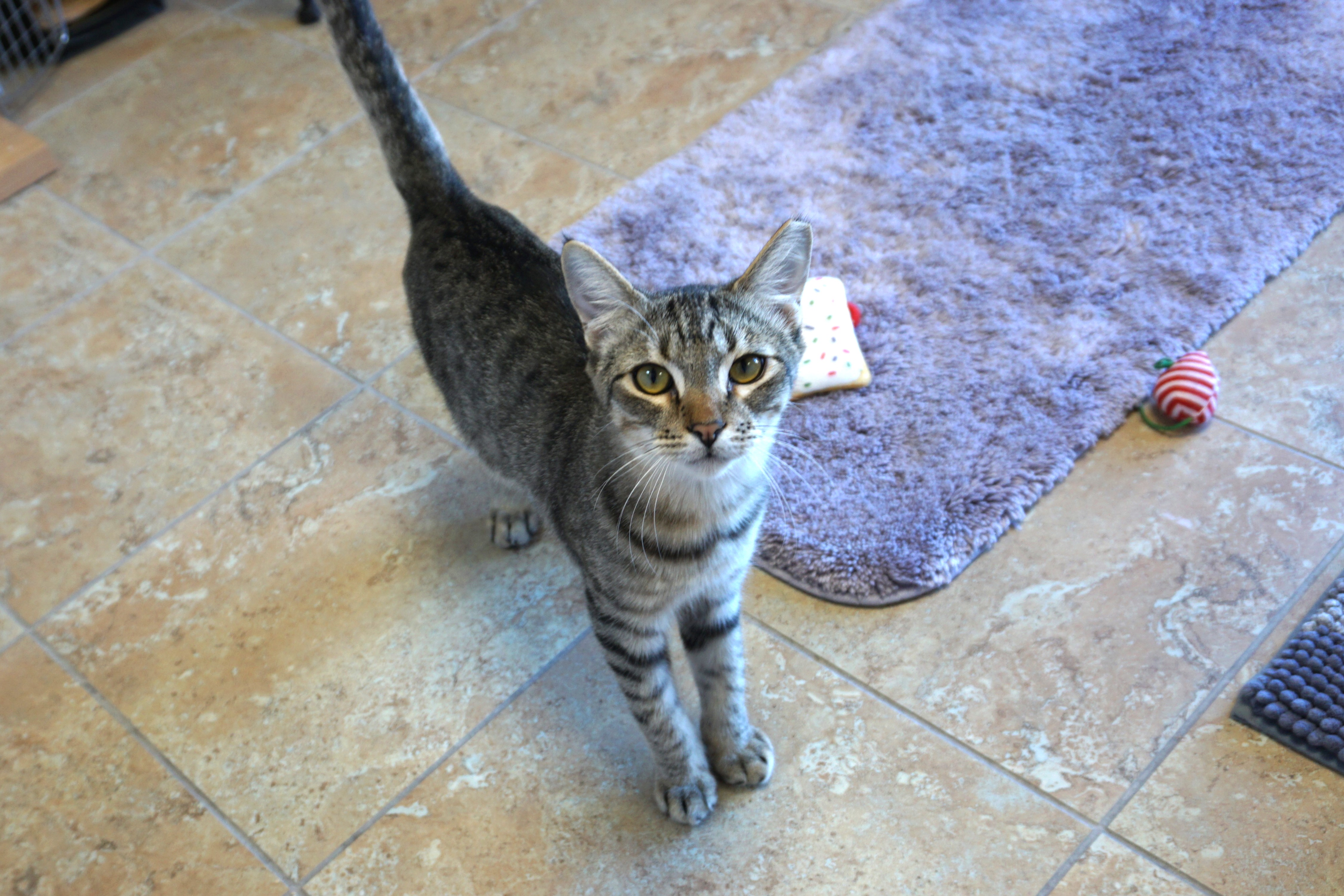 Balam, a Adoptable Domestic Short Hair in Fountain Hills, AZ image 5/6