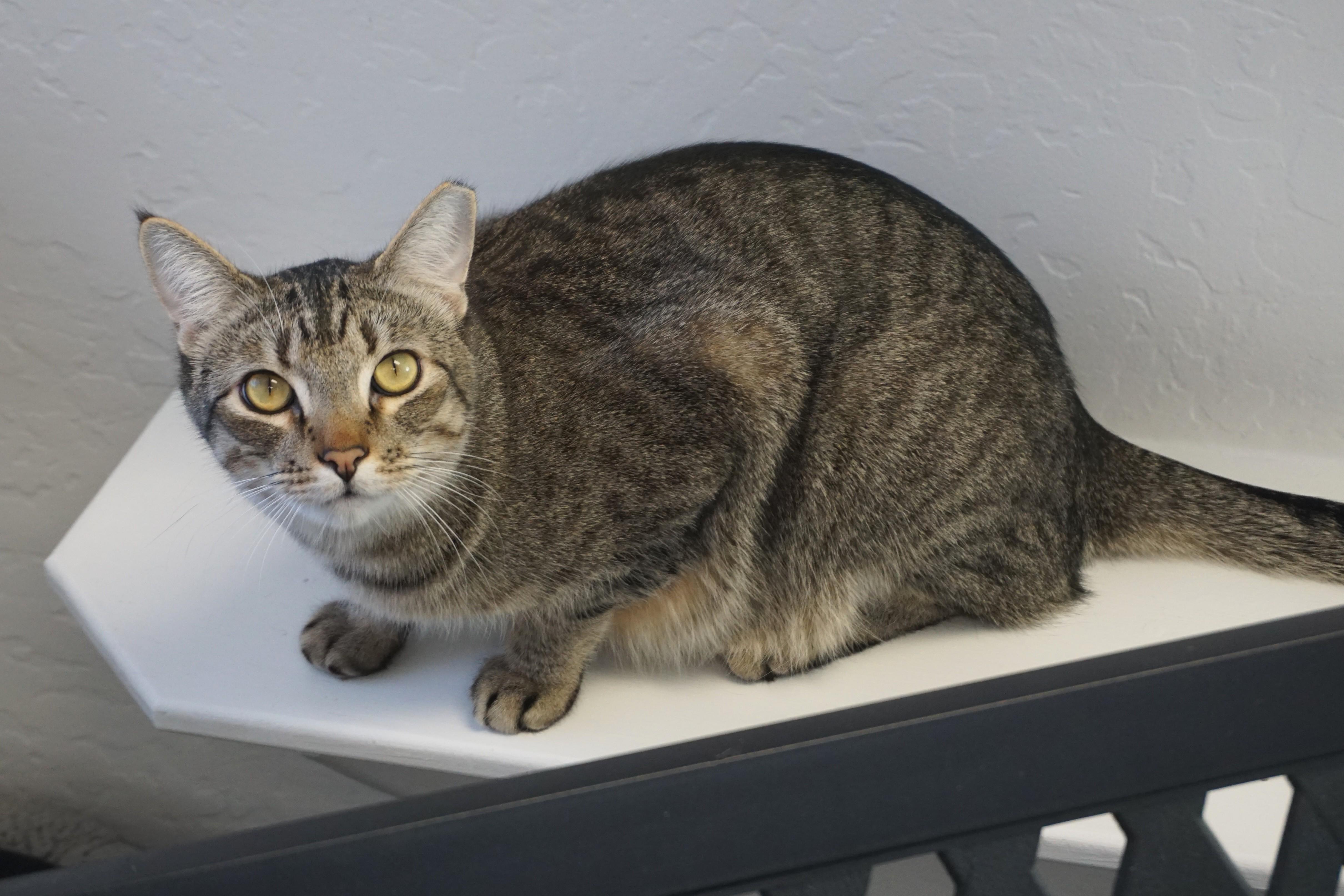Enlarge Balam, a Adoptable Domestic Short Hair in Fountain Hills, AZ image 3/4