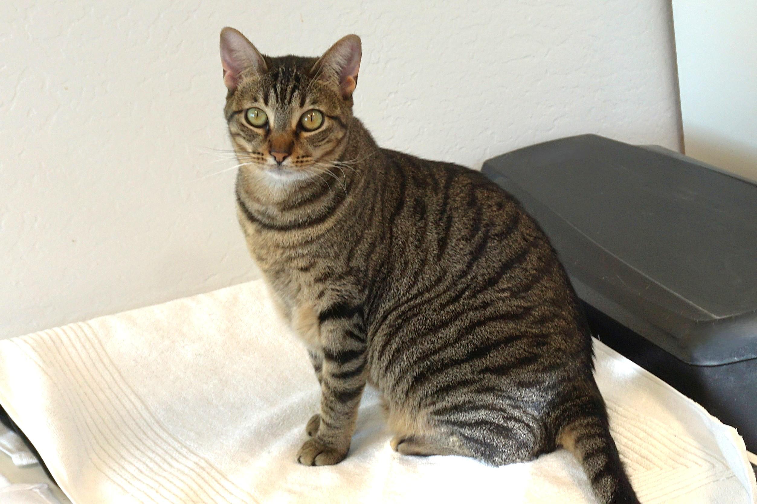 Enlarge Balam, a Adoptable Domestic Short Hair in Fountain Hills, AZ image 1/6