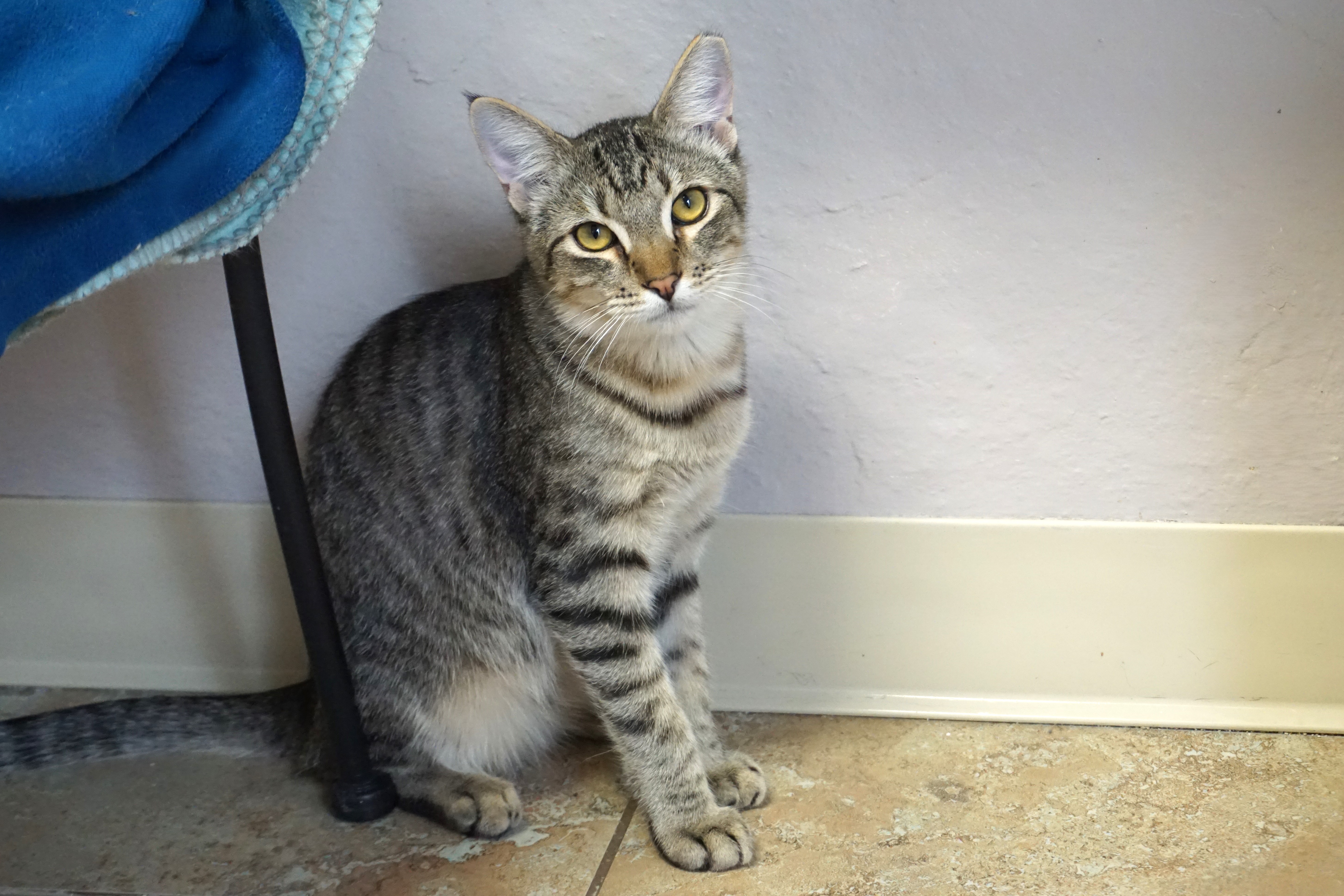 Balam, a Adoptable Domestic Short Hair in Fountain Hills, AZ image 4/6