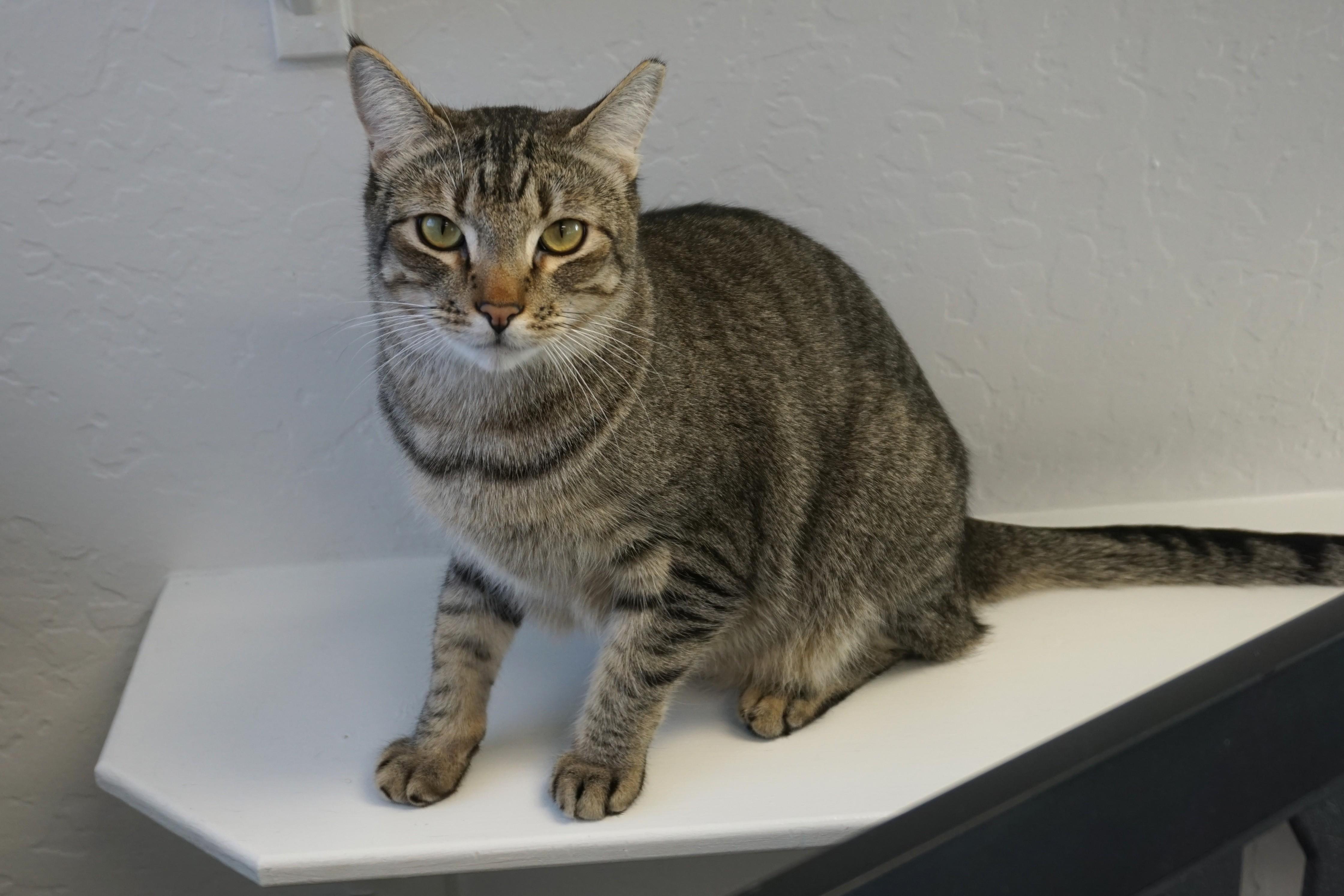 Enlarge Balam, a Adoptable Domestic Short Hair in Fountain Hills, AZ image 4/4
