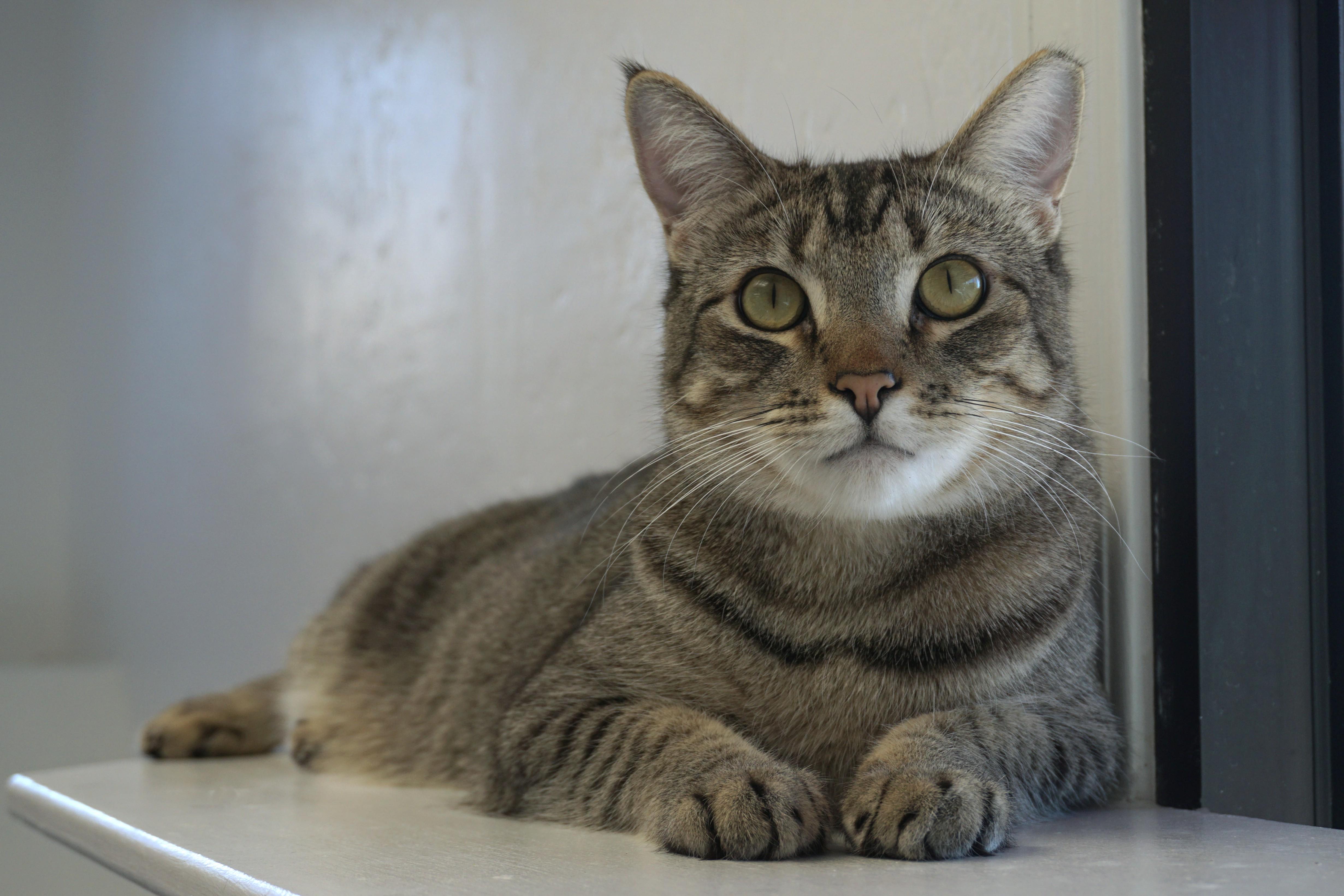 Enlarge Balam, a Adoptable Domestic Short Hair in Fountain Hills, AZ image 2/4