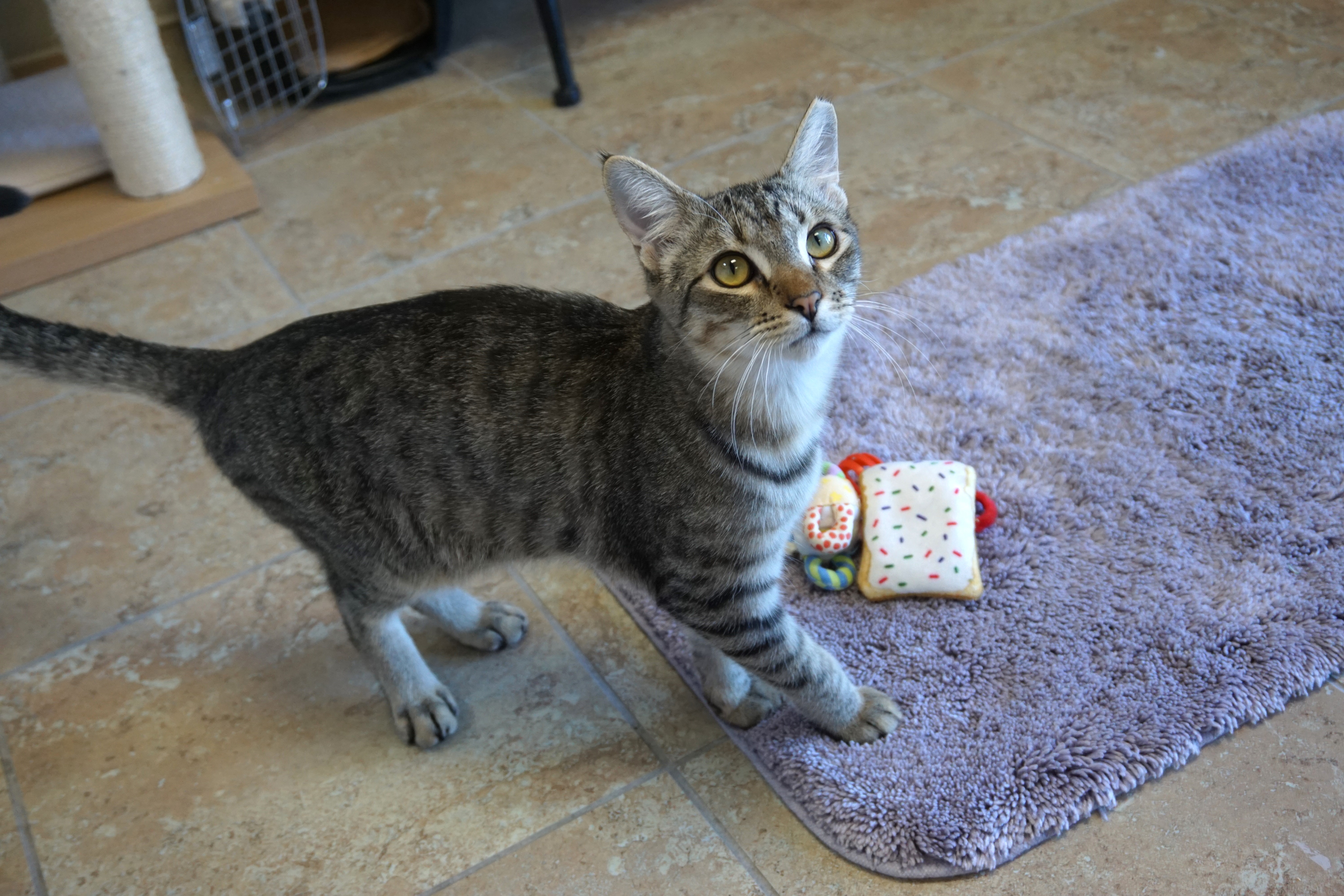 Balam, a Adoptable Domestic Short Hair in Fountain Hills, AZ image 6/6