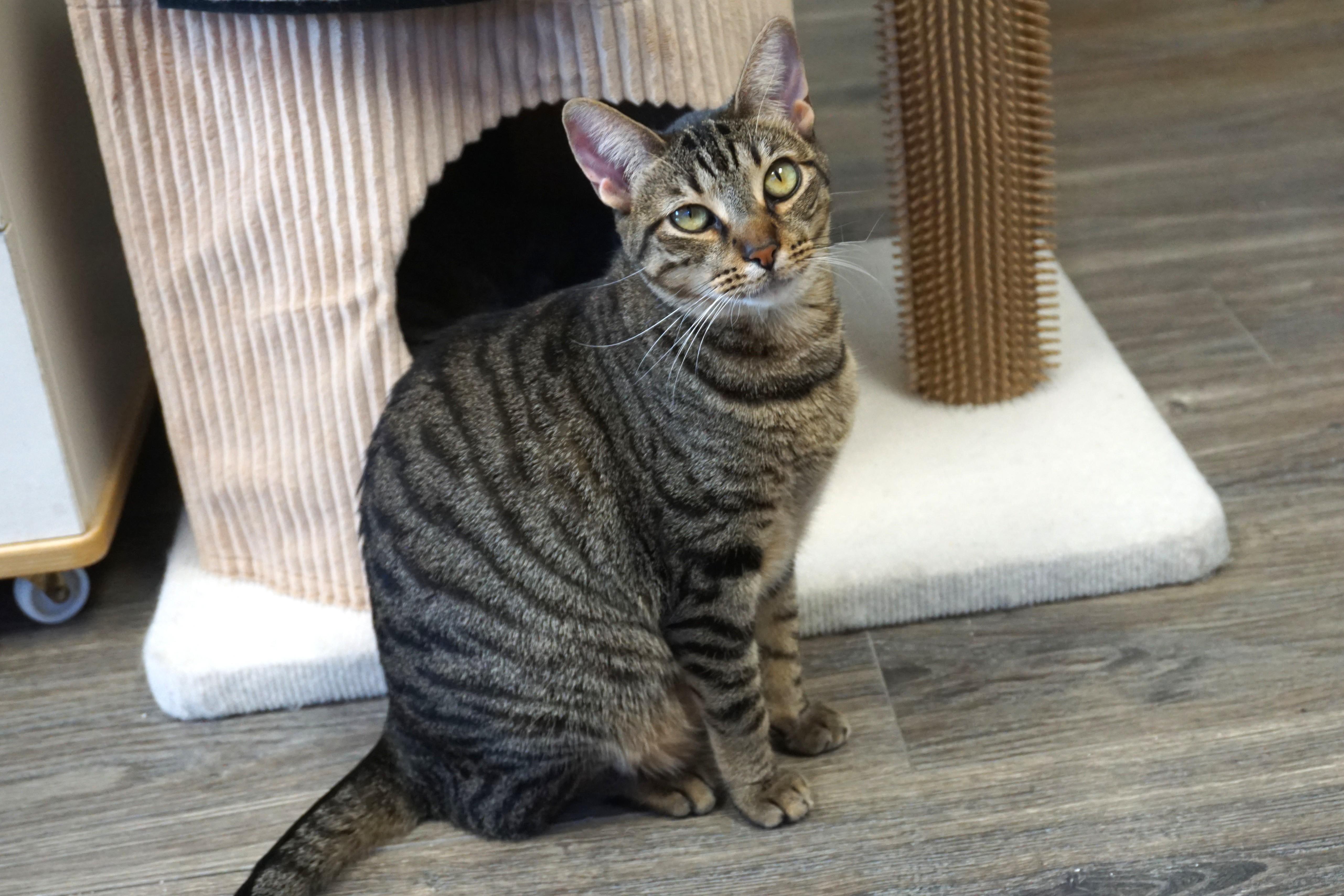 Enlarge Balam, a Adoptable Domestic Short Hair in Fountain Hills, AZ image 2/6