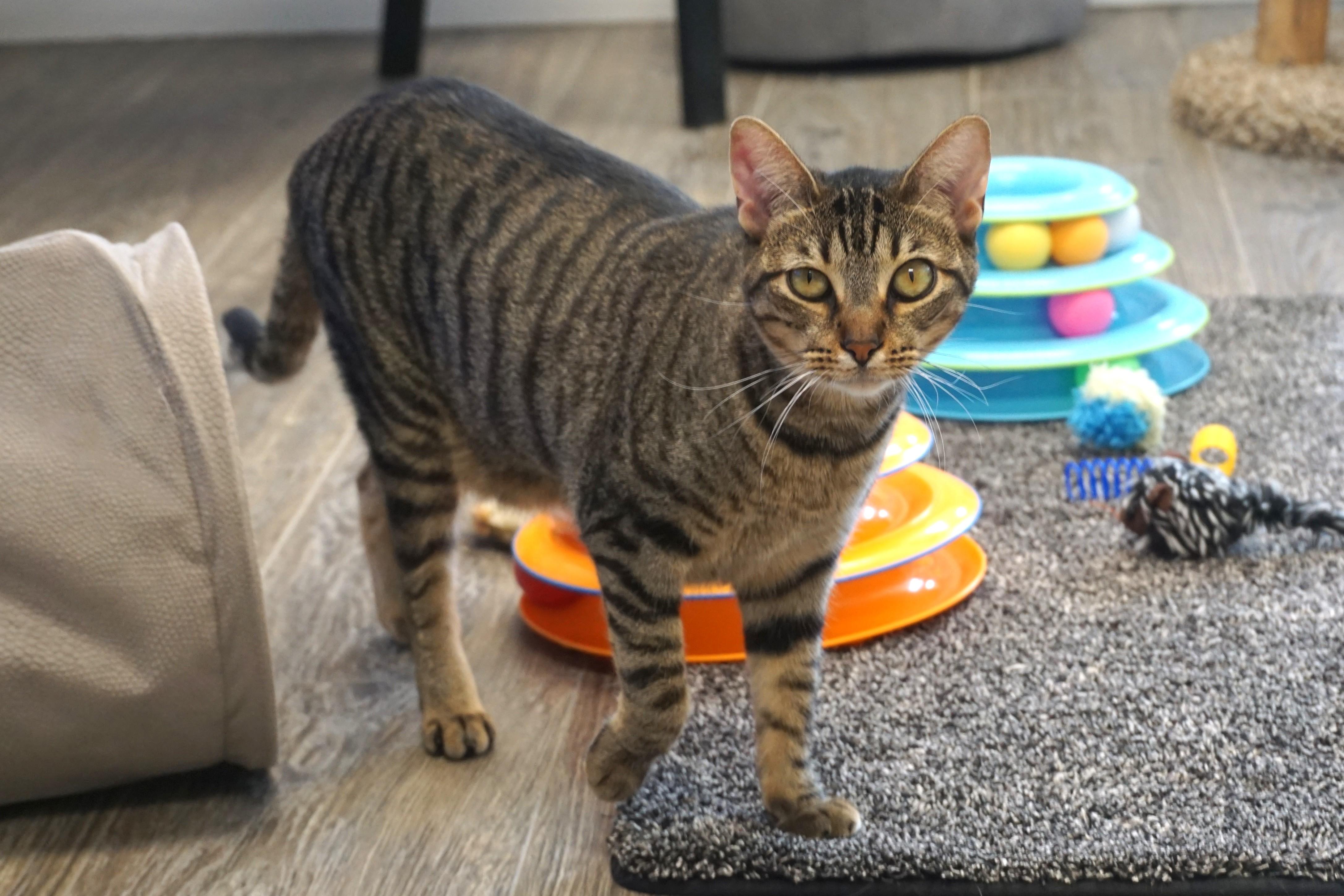 Balam, Adoptable, Adult Male Domestic Short Hair.