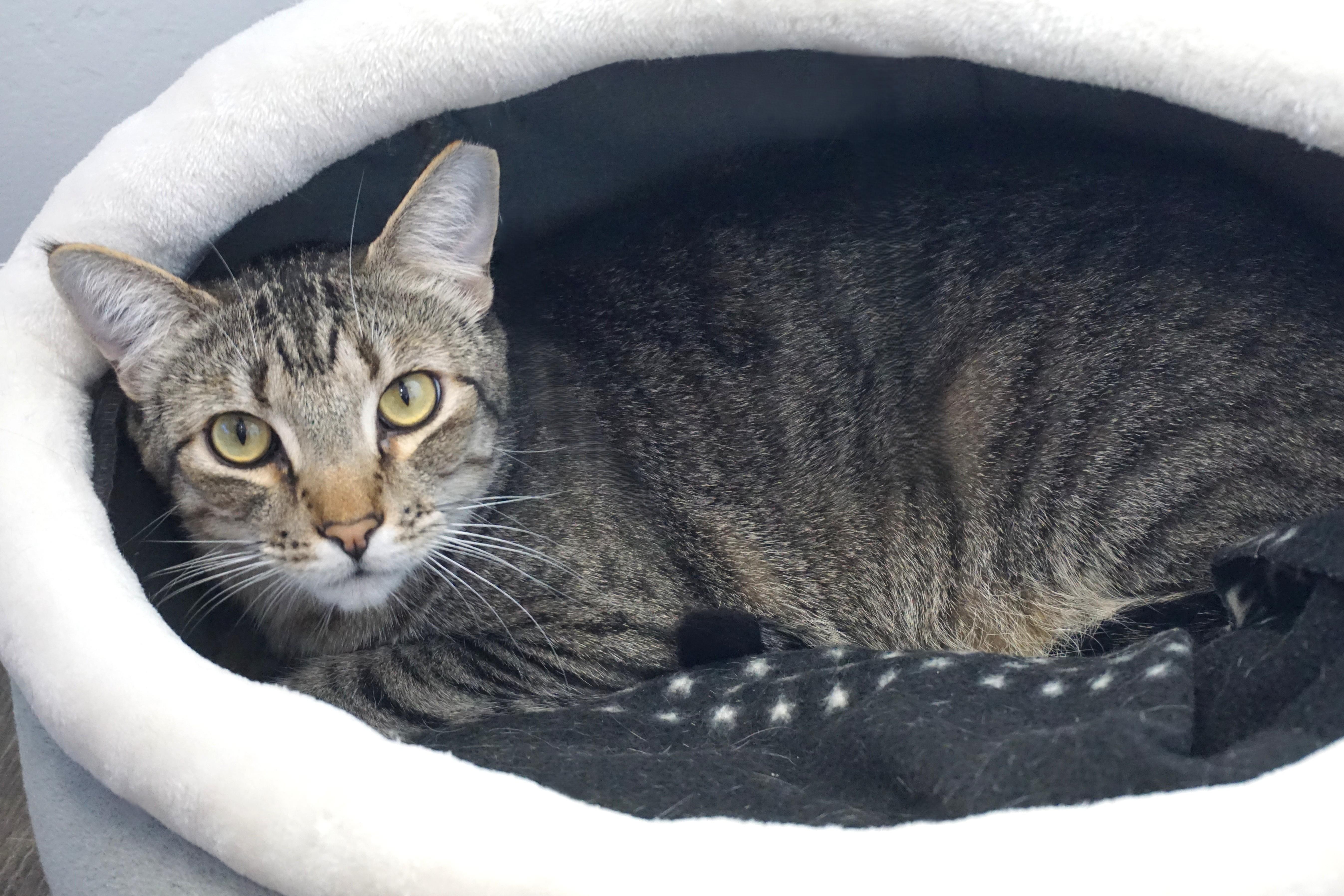 Balam, a Adoptable Domestic Short Hair in Fountain Hills, AZ image 3/6