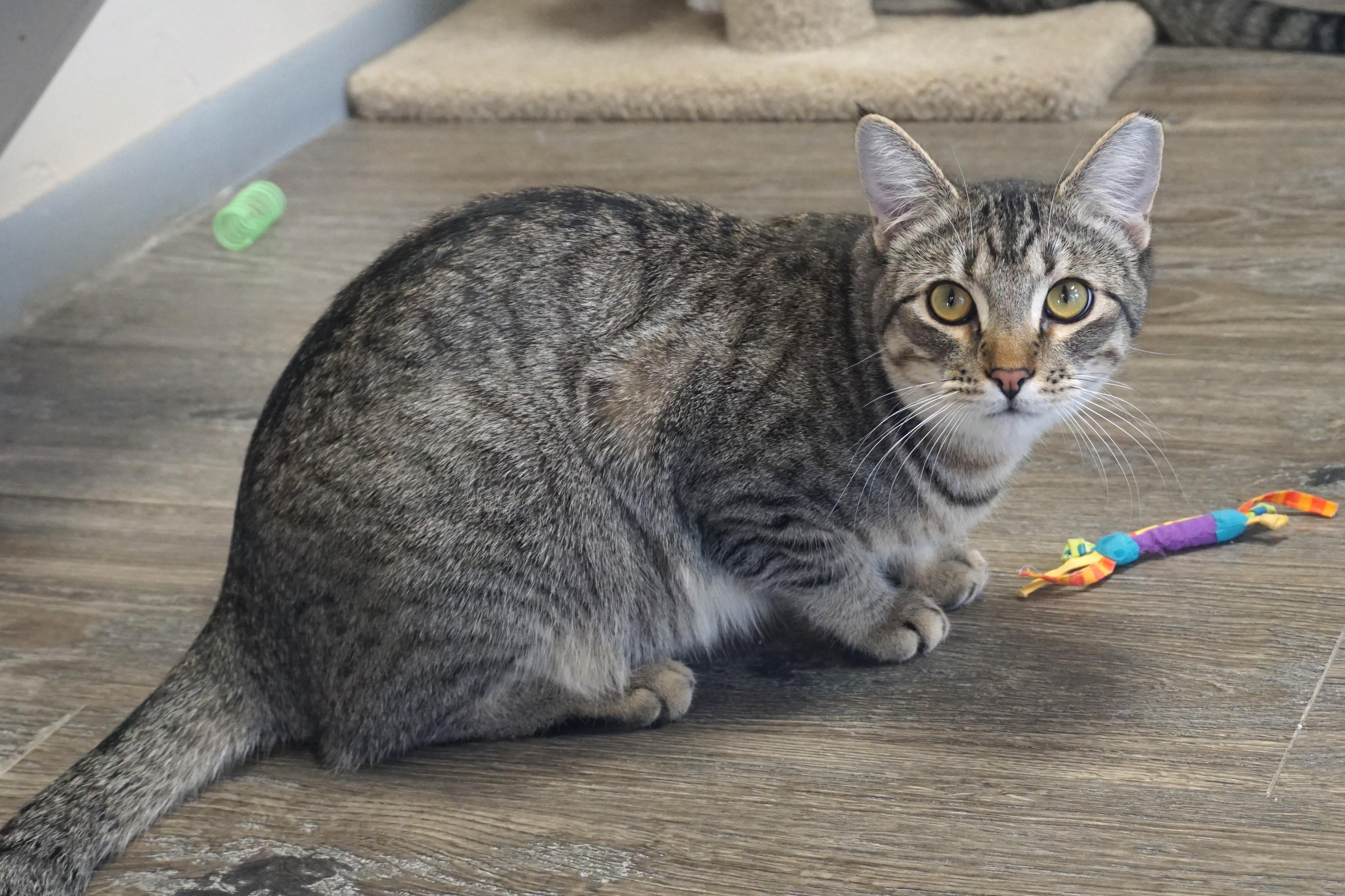 Balam, a Adoptable Domestic Short Hair in Fountain Hills, AZ image 3/6