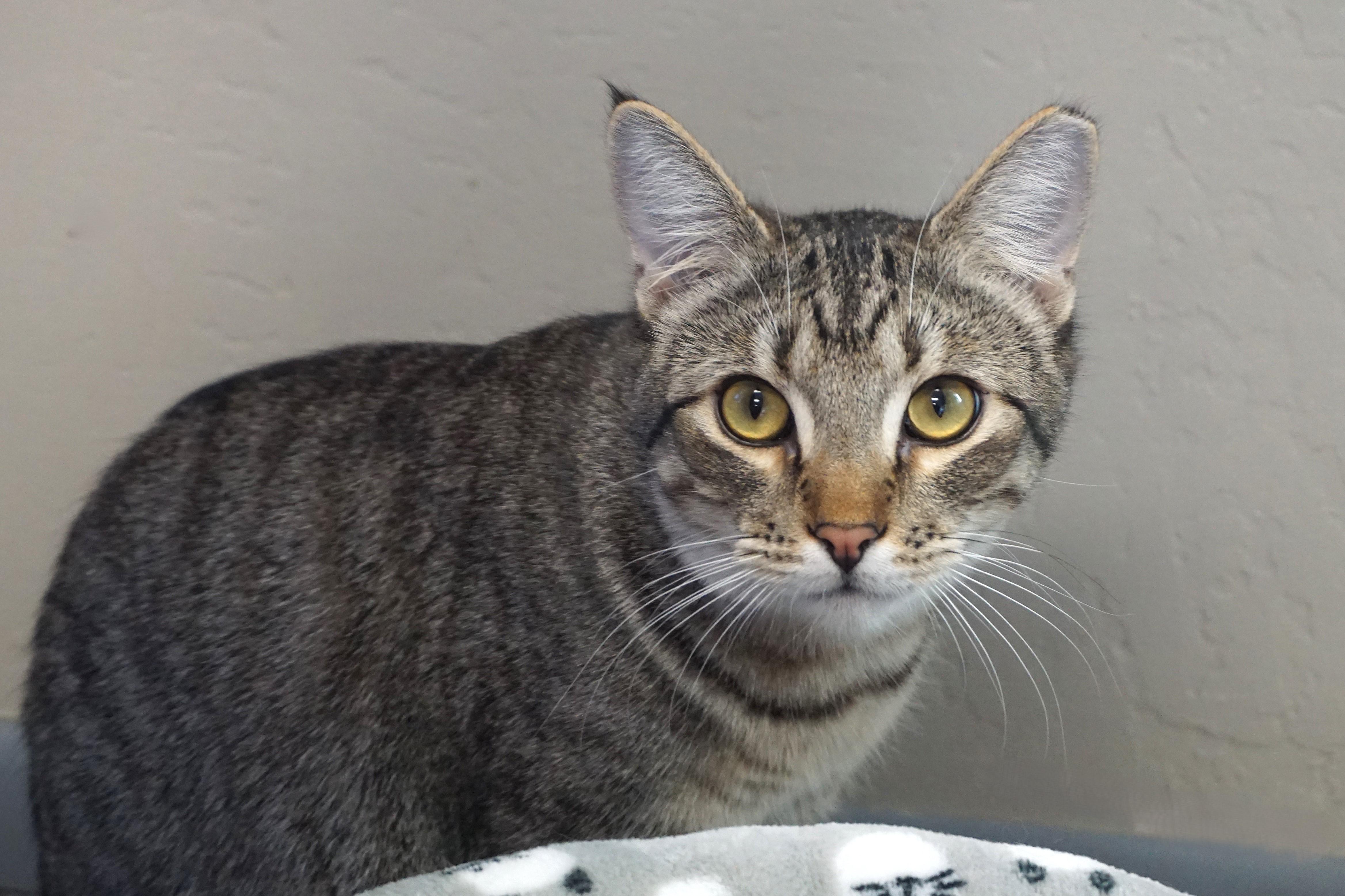 Balam, Adoptable, Adult Male Domestic Short Hair.