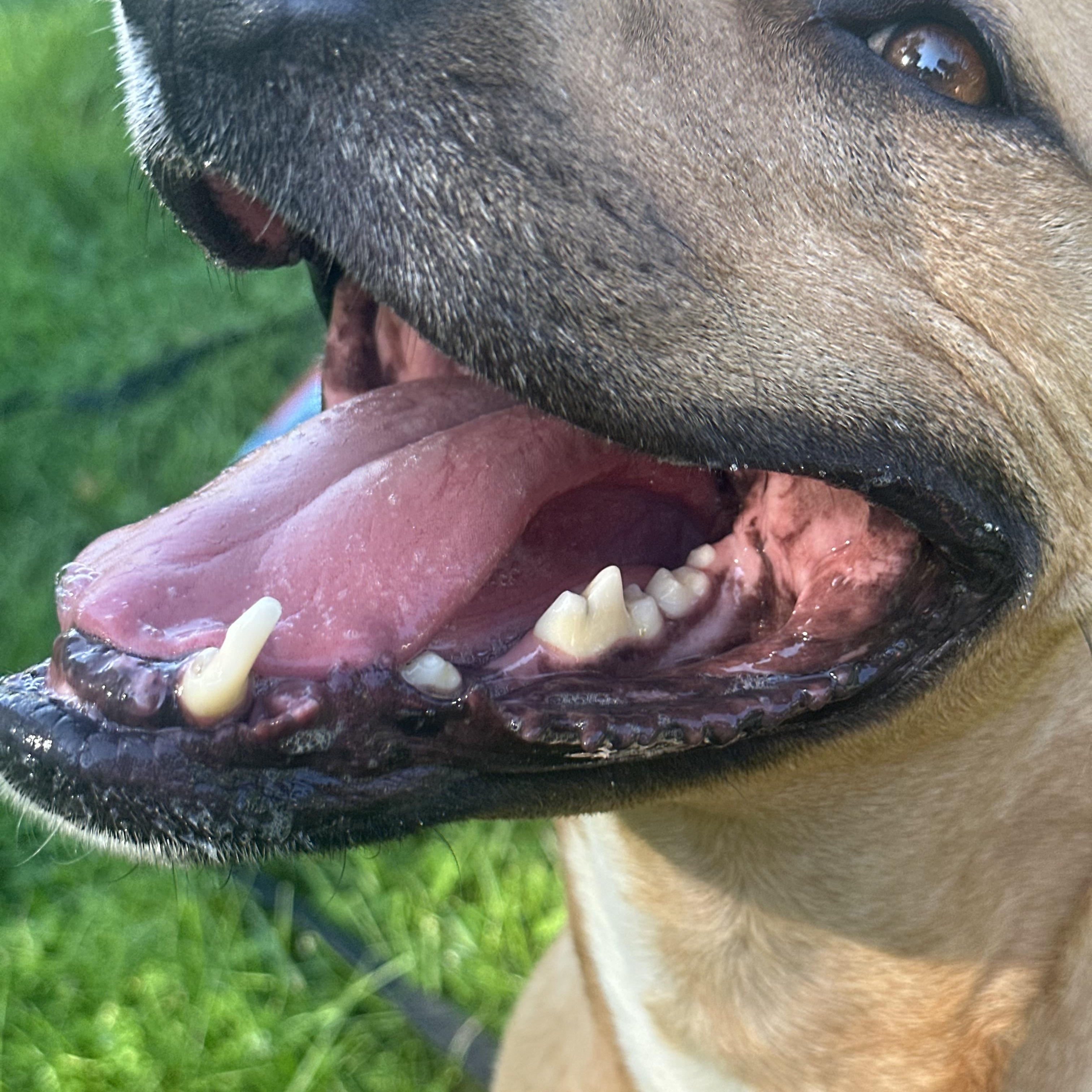 Chelsea, a Adoptable mixed breed in Monroeville, PA image 4/6