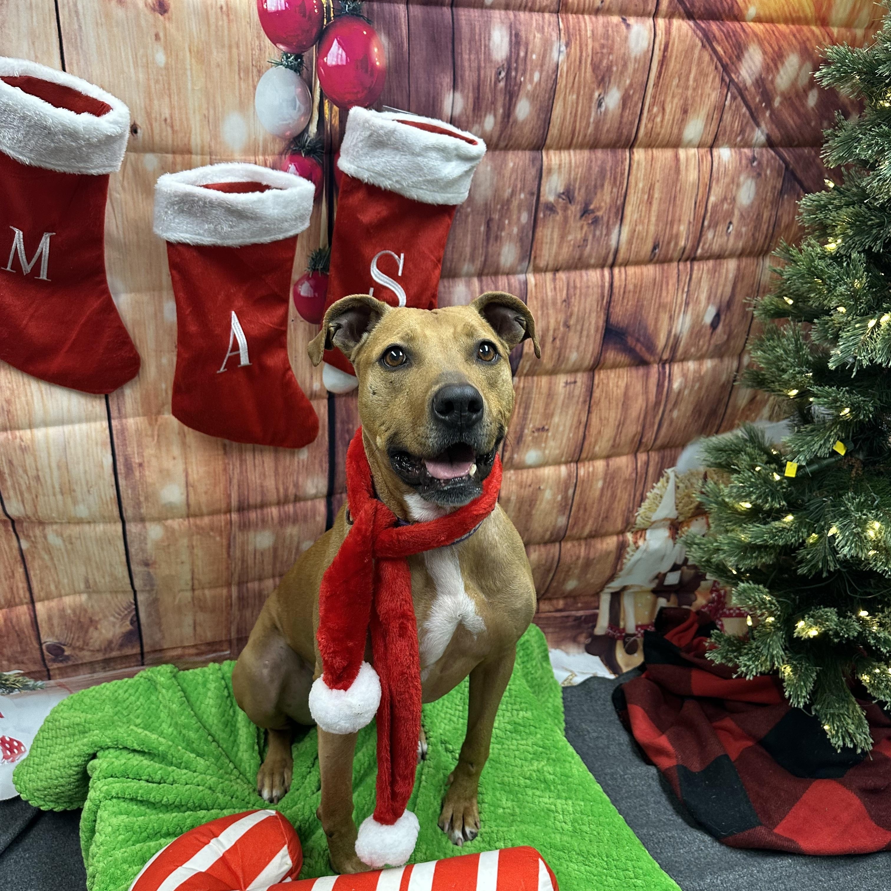 Enlarge Chelsea, a Adoptable mixed breed in Monroeville, PA image 2/6