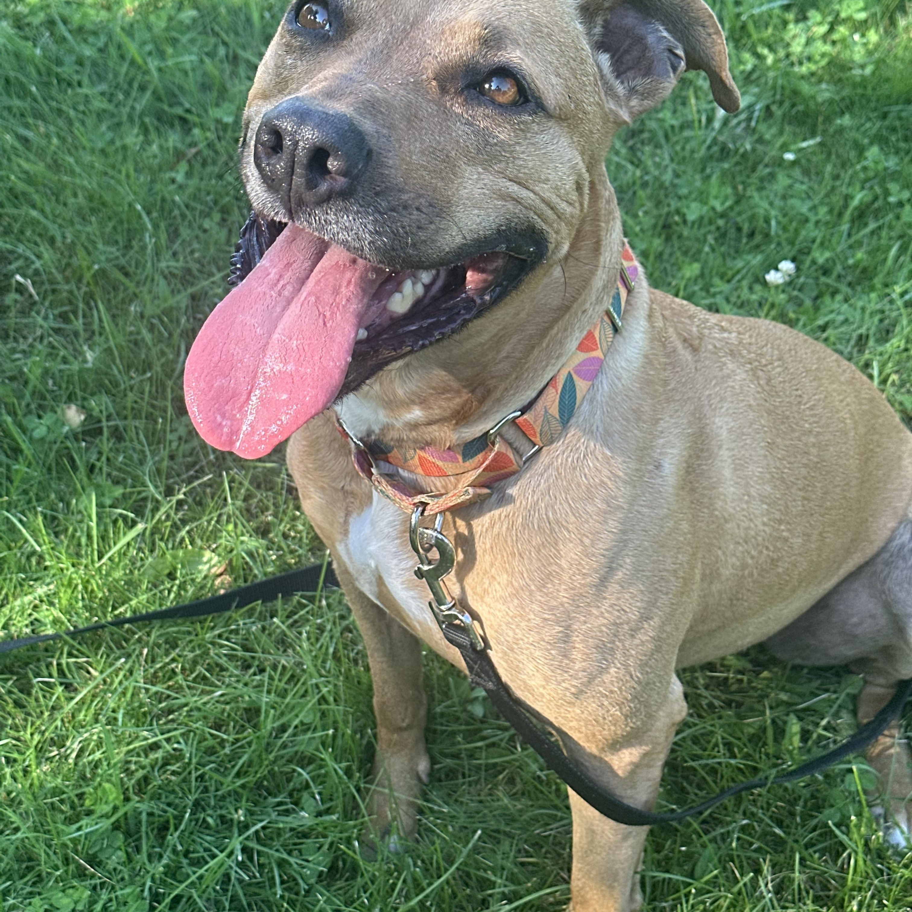 Chelsea, a Adoptable mixed breed in Monroeville, PA image 5/6