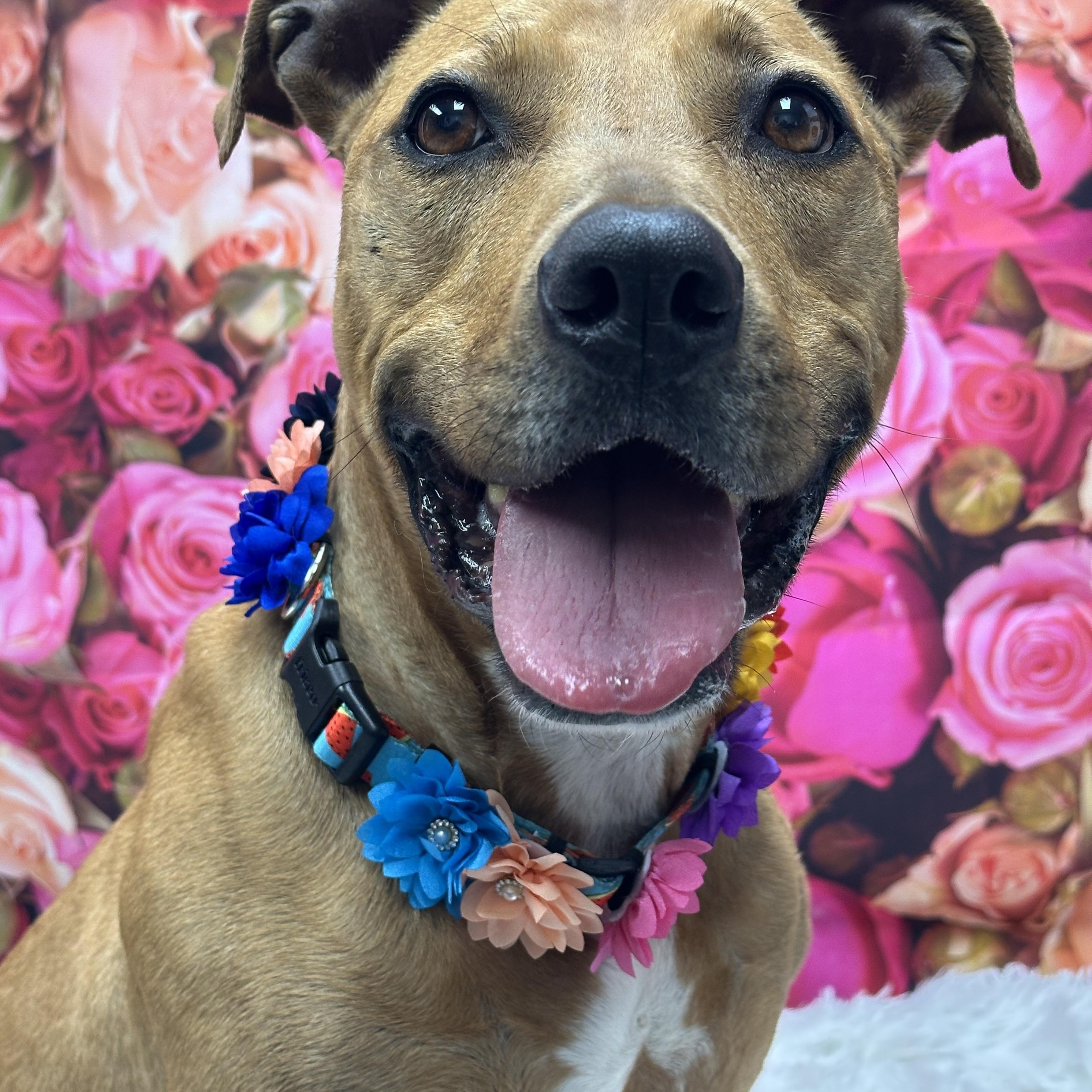 Chelsea, Adoptable, Adult Female Pit Bull Terrier.