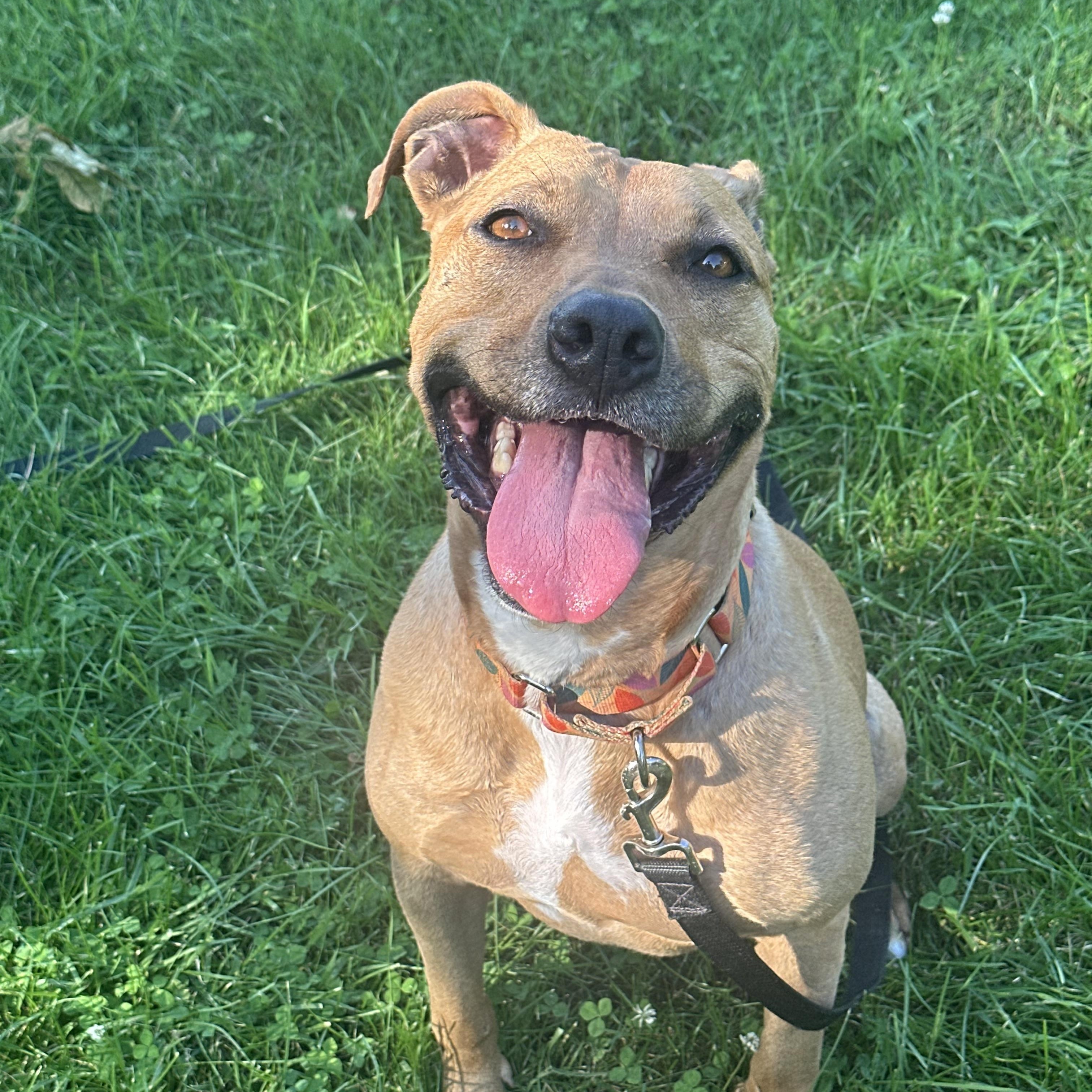 Chelsea, Adoptable, Adult Female Pit Bull Terrier.