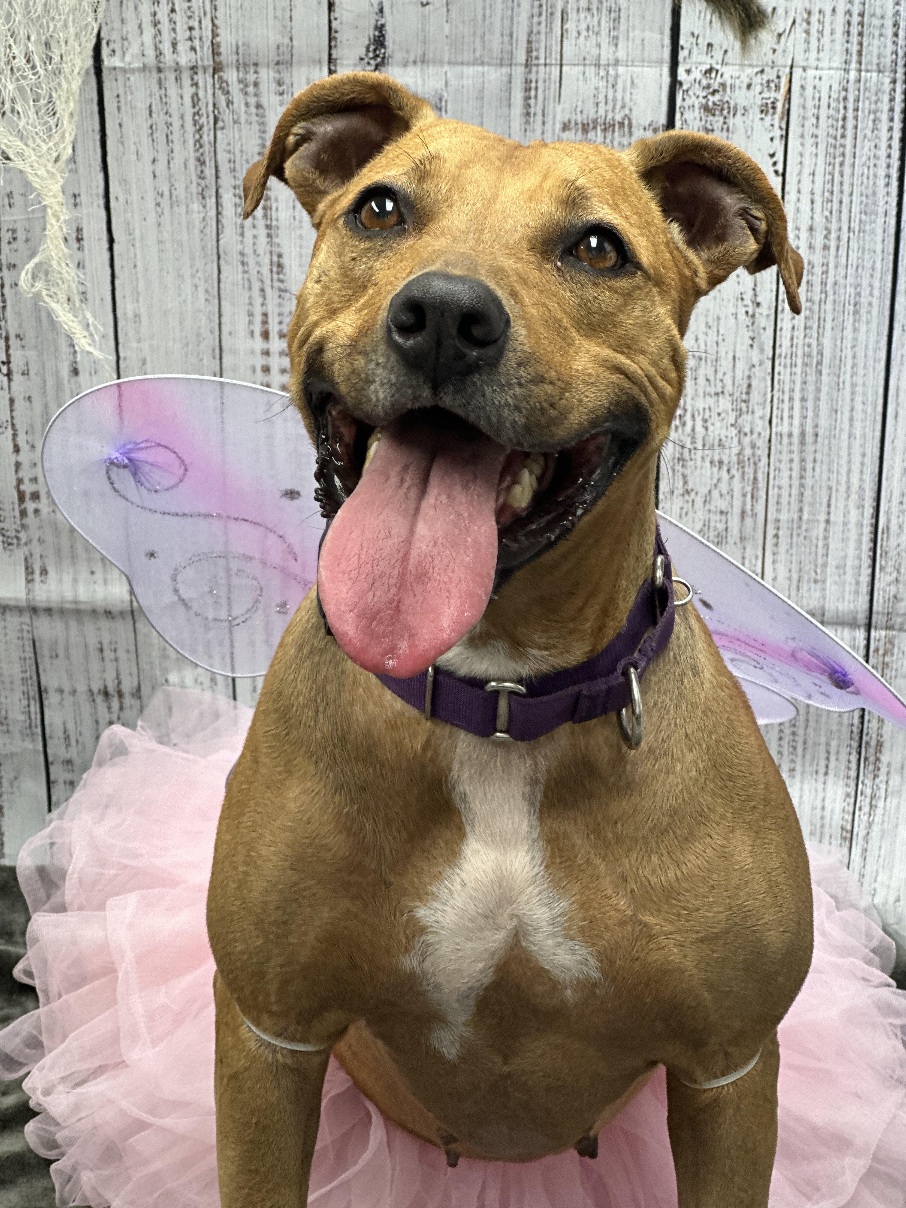 Chelsea, a Adoptable mixed breed in Monroeville, PA image 1/6