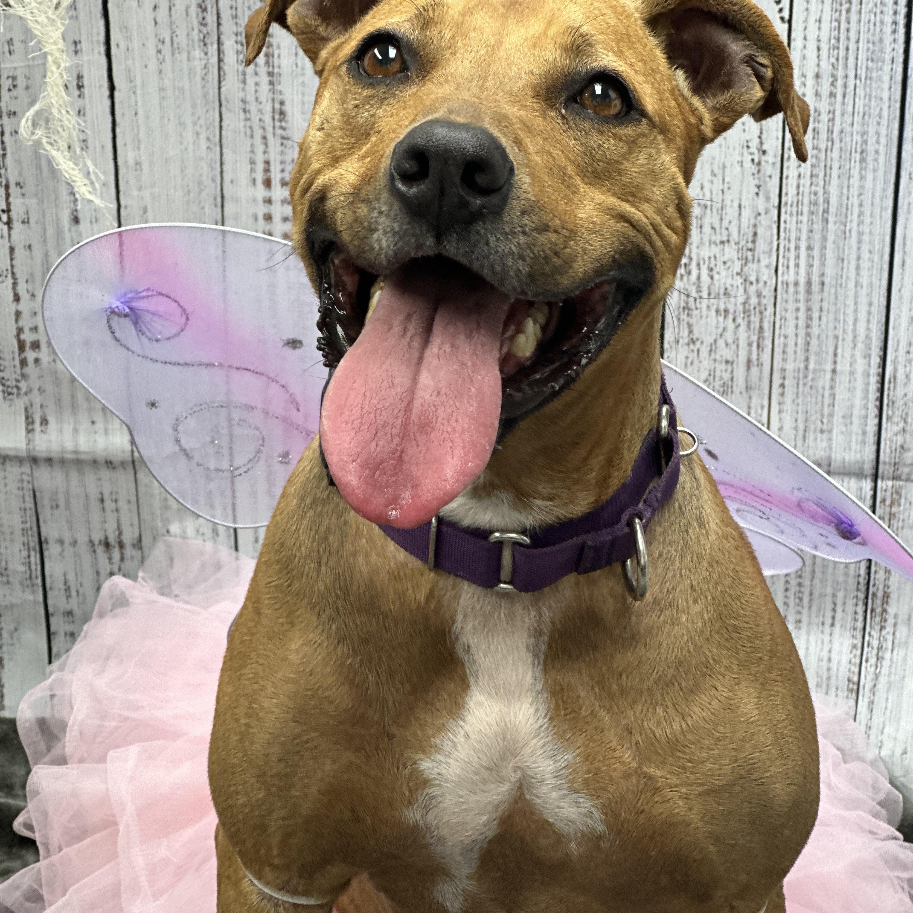 Enlarge Chelsea, a Adoptable mixed breed in Monroeville, PA image 3/6