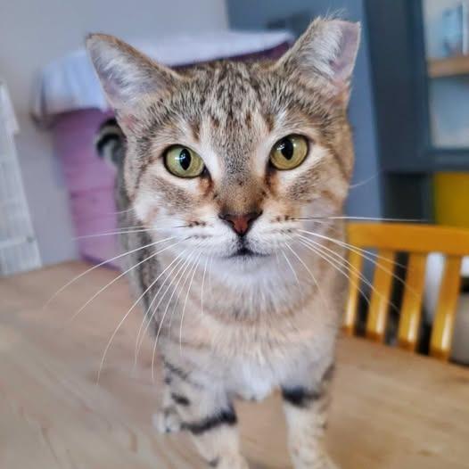 Dani, Adoptable, Young Female Domestic Short Hair.