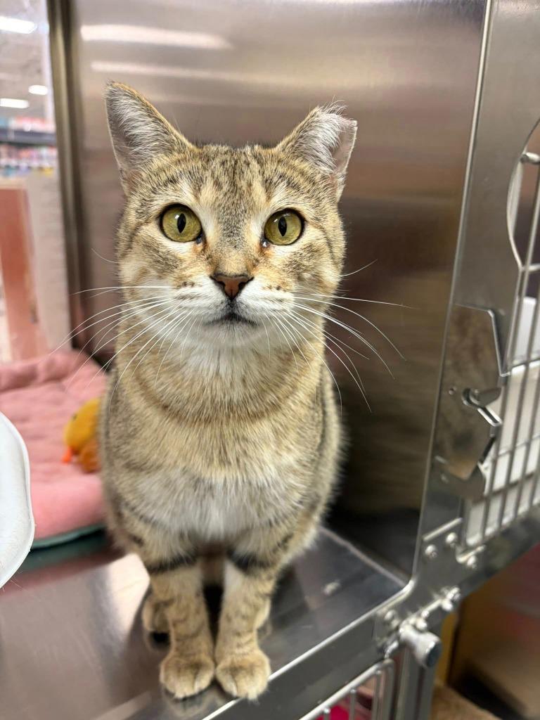 Enlarge Dani, a Adoptable mixed breed in St. Louis, MO image 2/5