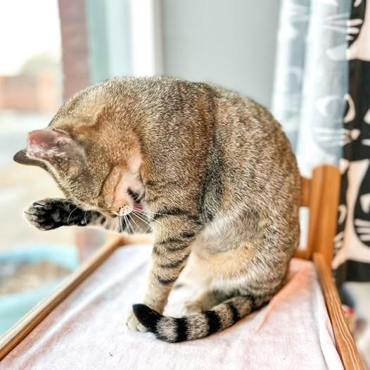 Enlarge Dani, a Adoptable mixed breed in St. Louis, MO image 4/5