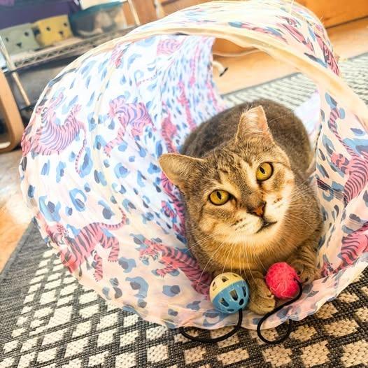 Enlarge Dani, a Adoptable mixed breed in St. Louis, MO image 5/6