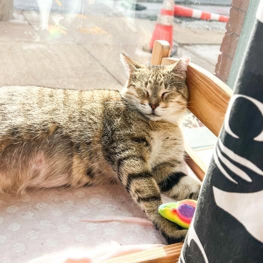 Enlarge Dani, a Adoptable mixed breed in St. Louis, MO image 5/5