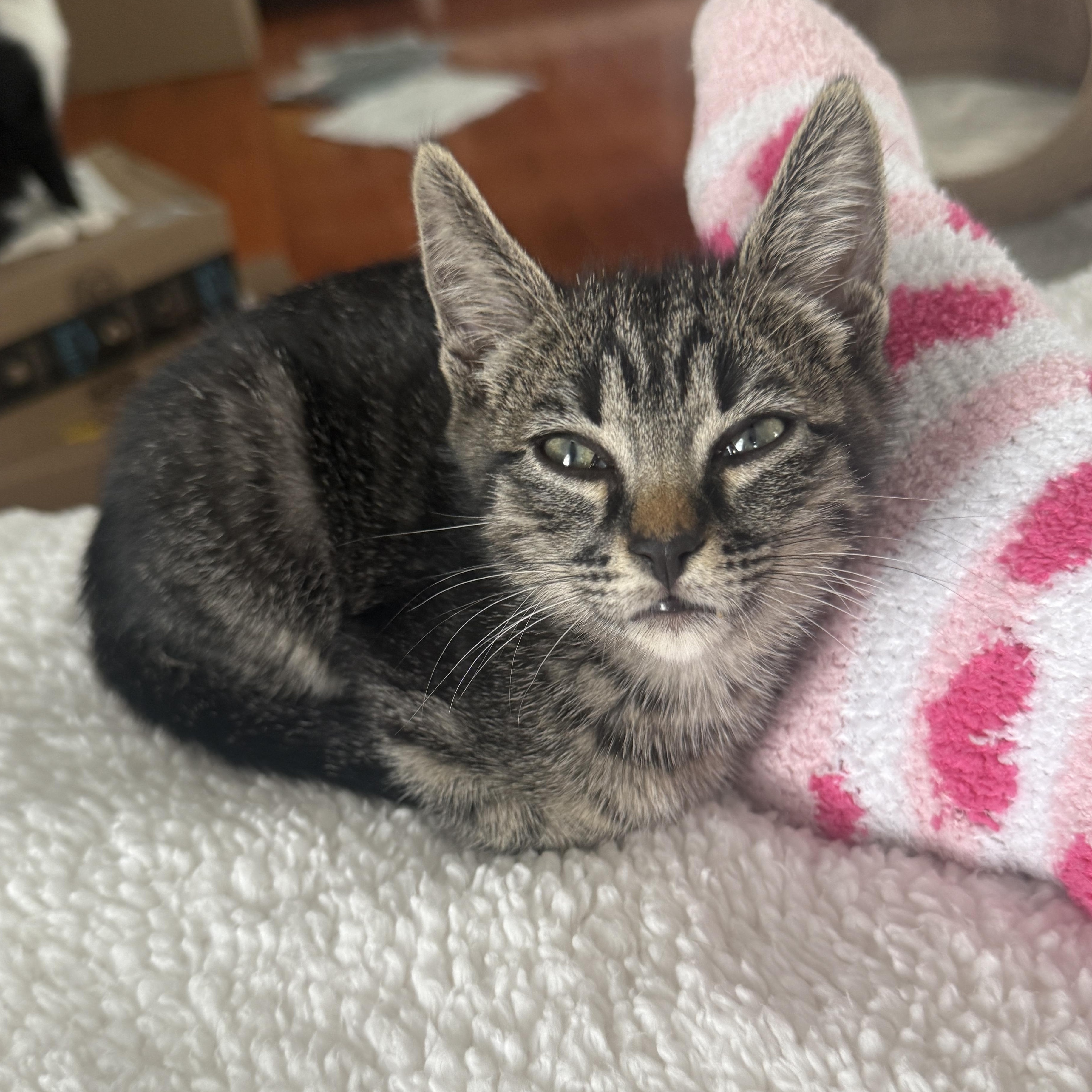 RAMONA, a Adoptable Domestic Short Hair in Los Angeles, CA image 4/5