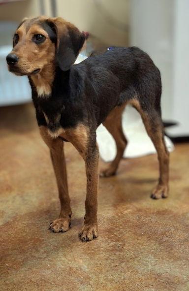 Leroy, a Adoptable mixed breed in Mountain View, AR image 2/3