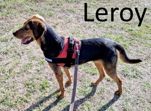 Enlarge Leroy, a Adoptable mixed breed in Mountain View, AR image 2/3