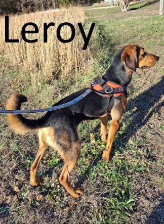 Enlarge Leroy, a Adoptable mixed breed in Mountain View, AR image 2/2