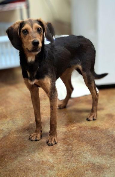 Leroy, a Adoptable mixed breed in Mountain View, AR image 3/3