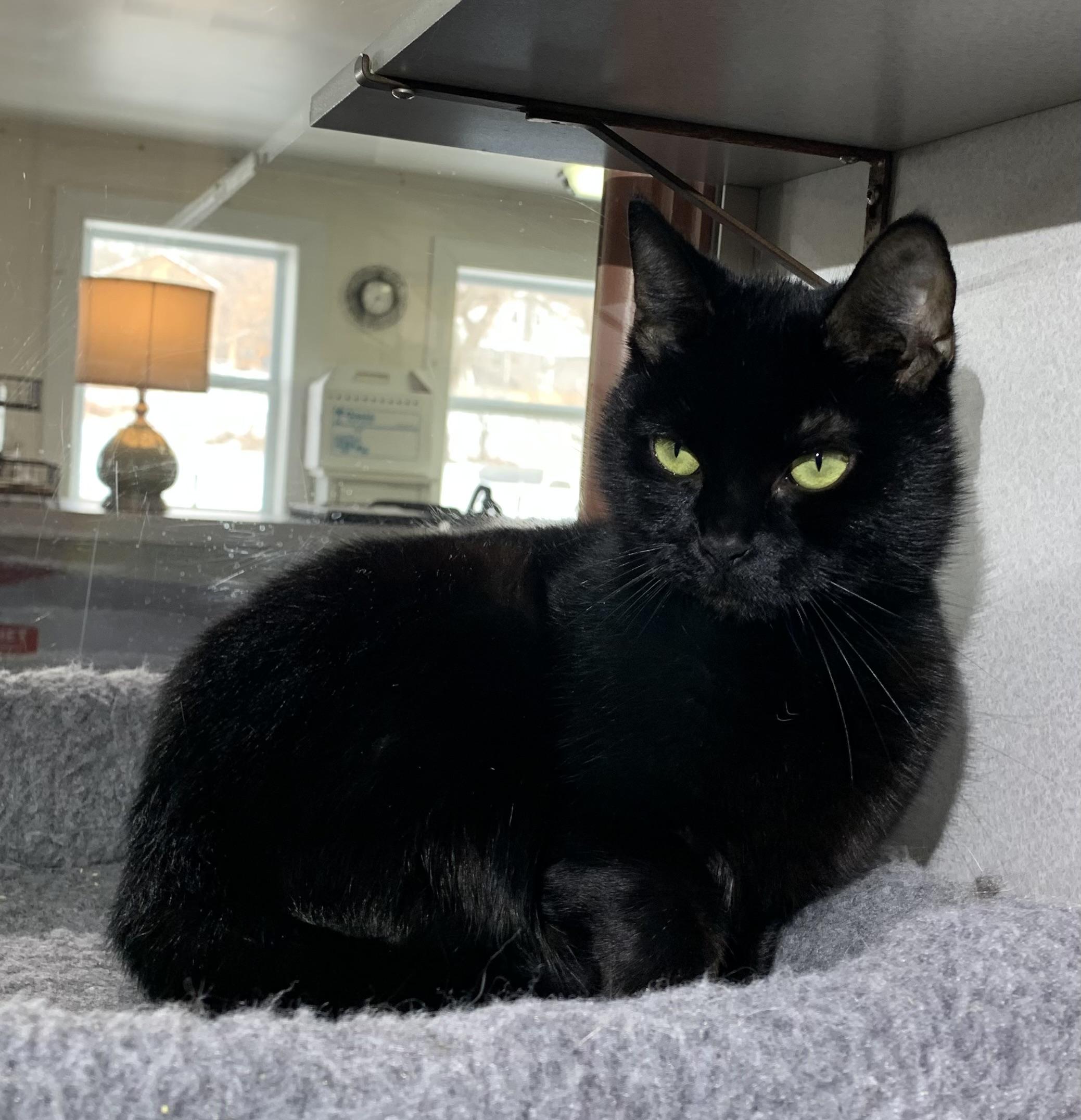 Miss Kitty, Adoptable, Adult Female Domestic Short Hair & Siamese.