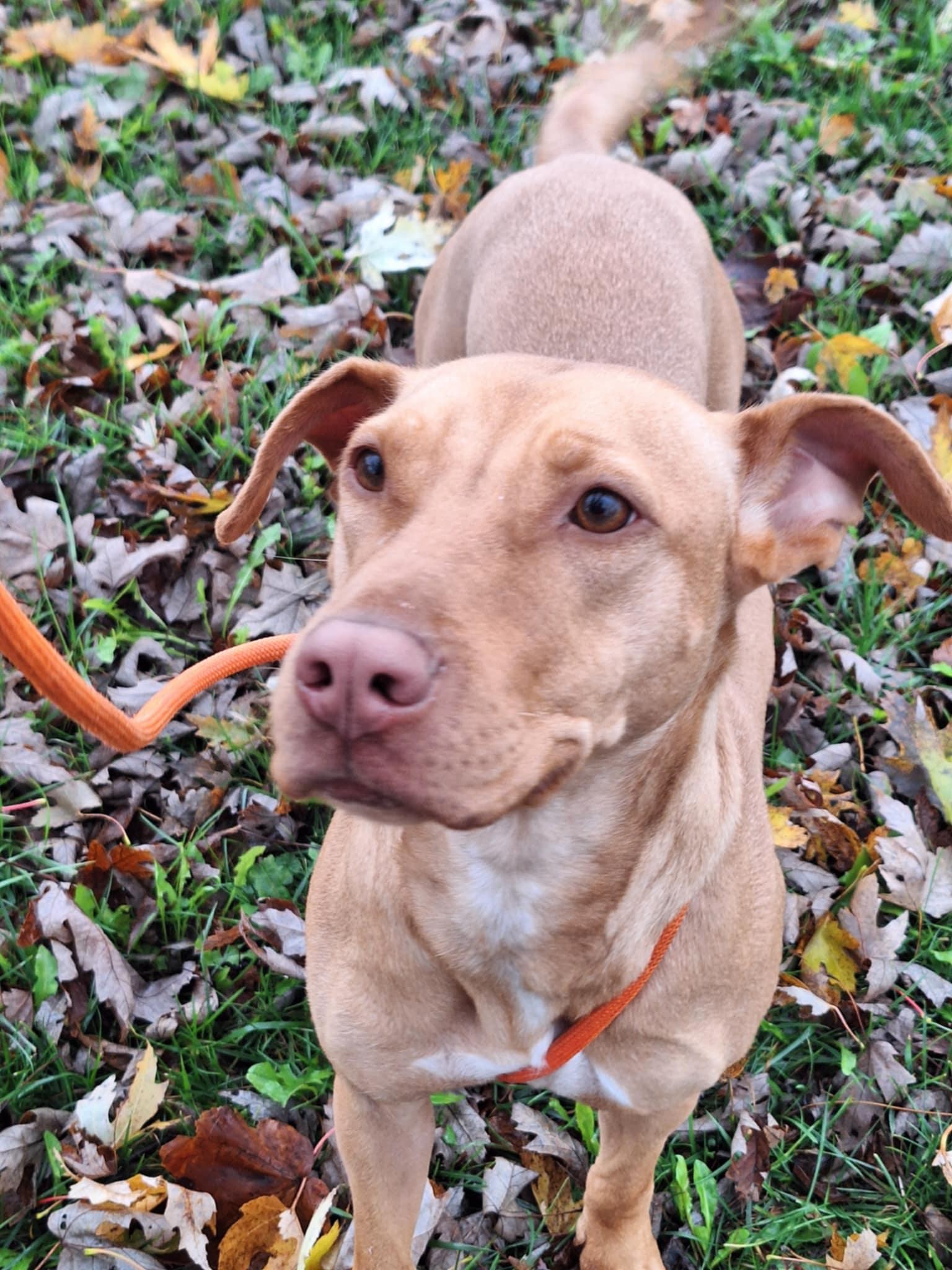 Maggie, a Adoptable Labrador Retriever in Anderson, IN image 3/5
