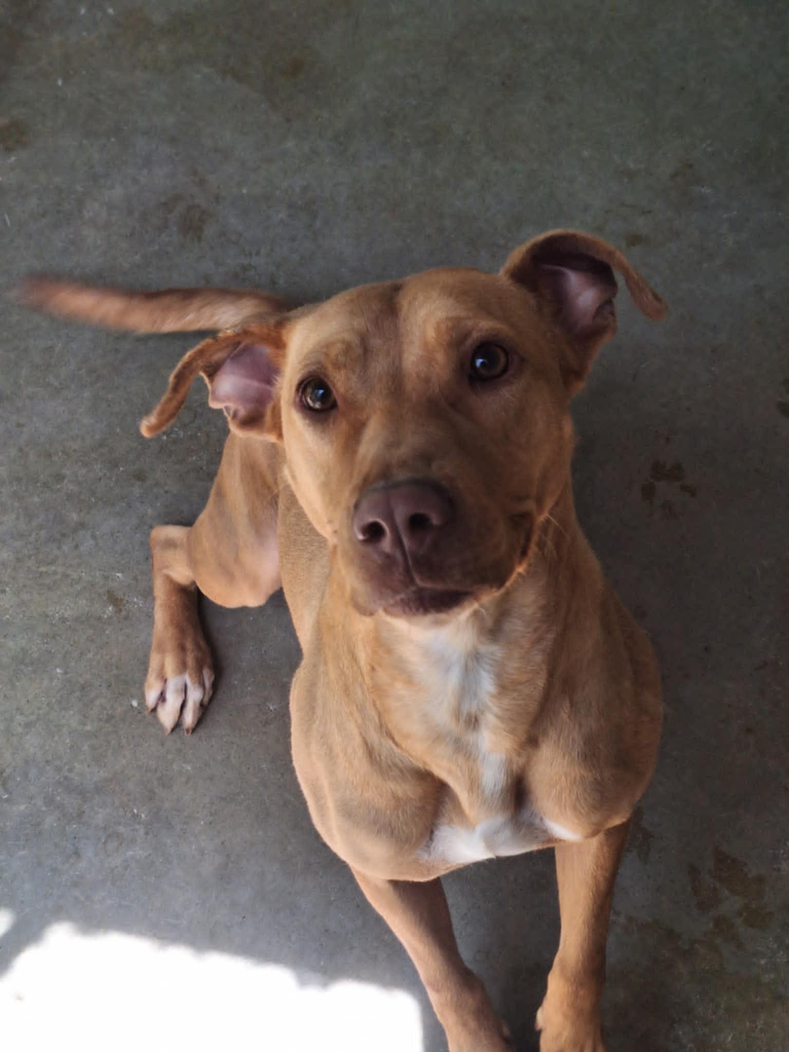 Maggie, Adoptable, Young Female Labrador Retriever.