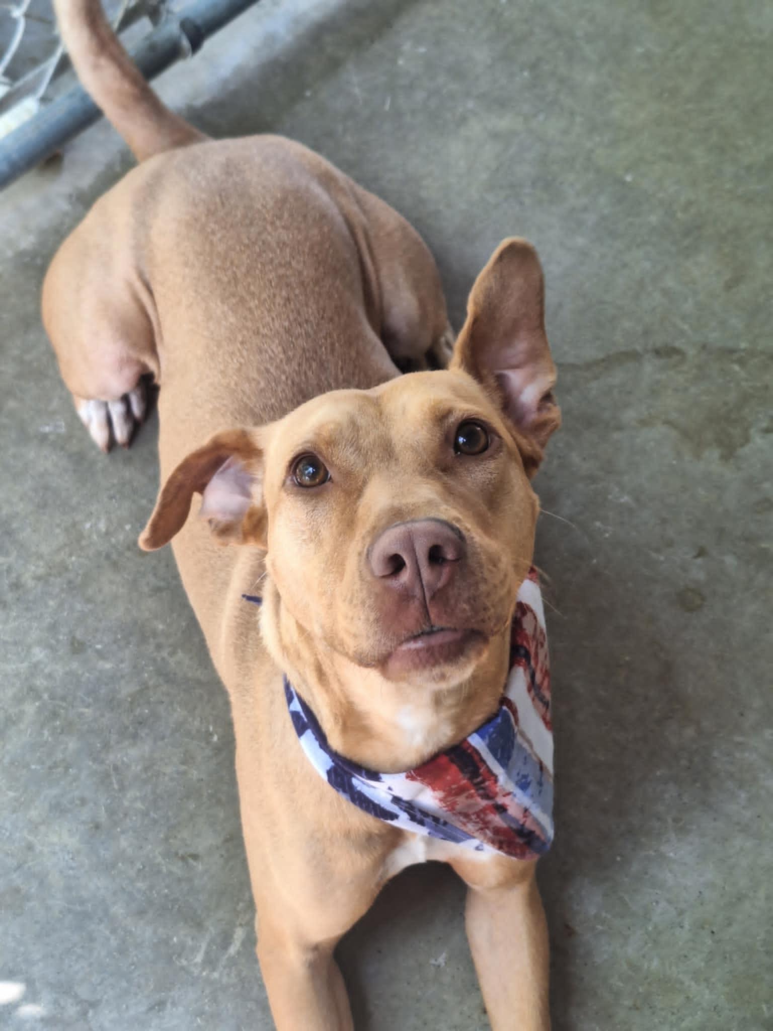 Maggie, a Adoptable Labrador Retriever in Anderson, IN image 1/5