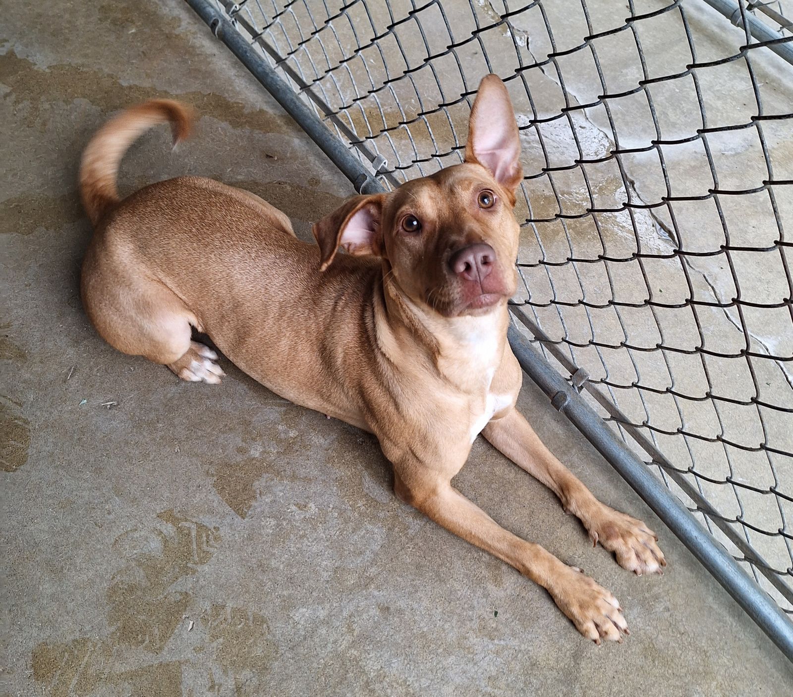 Maggie, a Adoptable Labrador Retriever in Anderson, IN image 4/5