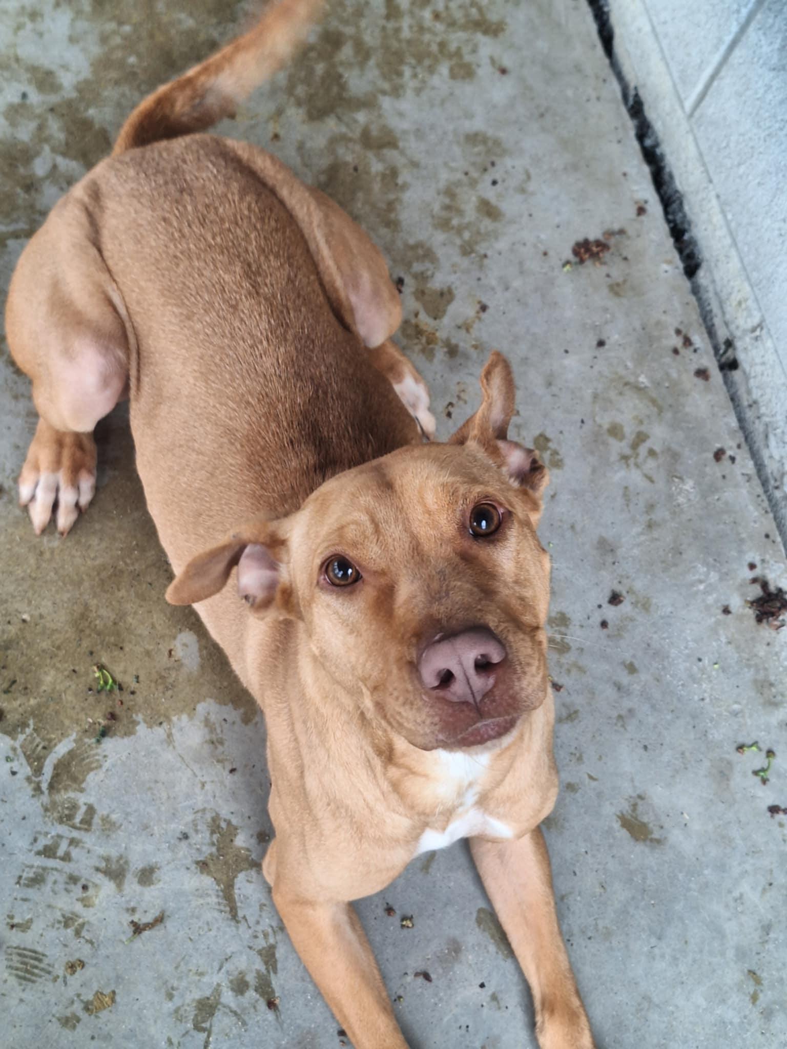 Maggie, a Adoptable Labrador Retriever in Anderson, IN image 5/5