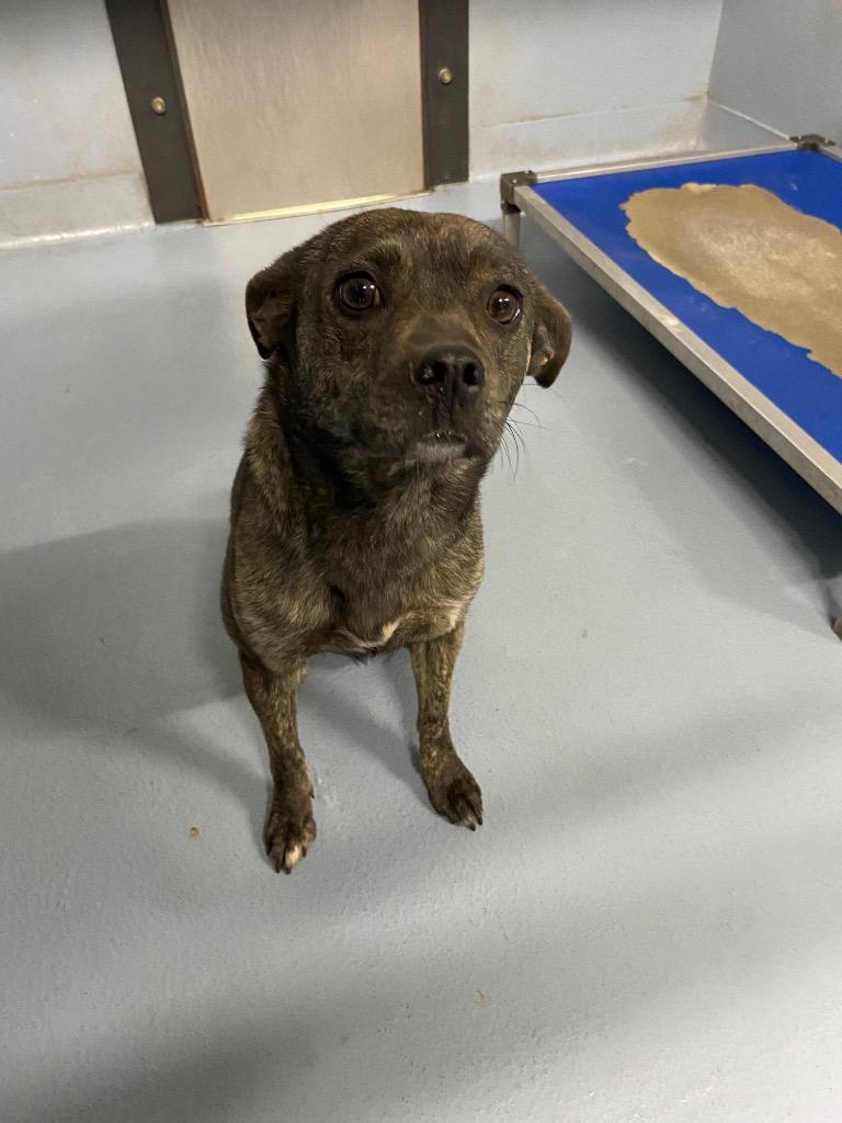 Enlarge Loula, a Adoptable mixed breed in Cartersville , GA image 1/1