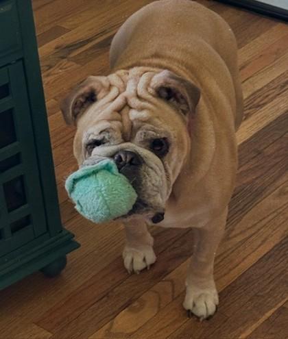 Enlarge Daisy, a Adoptable English Bulldog in Hillsboro, OR image 1/3