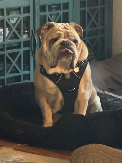 Enlarge Daisy, a Adoptable English Bulldog in Hillsboro, OR image 2/3