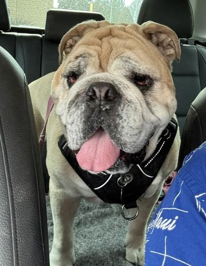 Enlarge Daisy, a Adoptable English Bulldog in Hillsboro, OR image 2/3