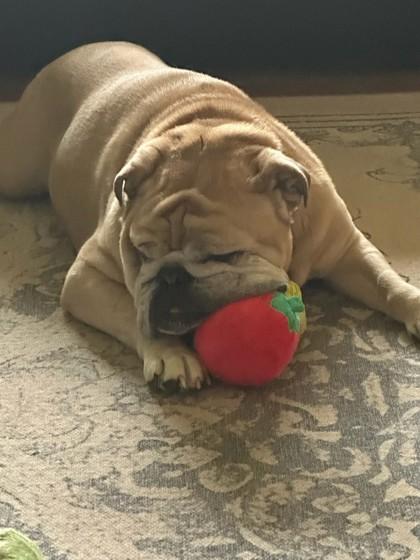 Enlarge Daisy, a Adoptable English Bulldog in Hillsboro, OR image 3/3